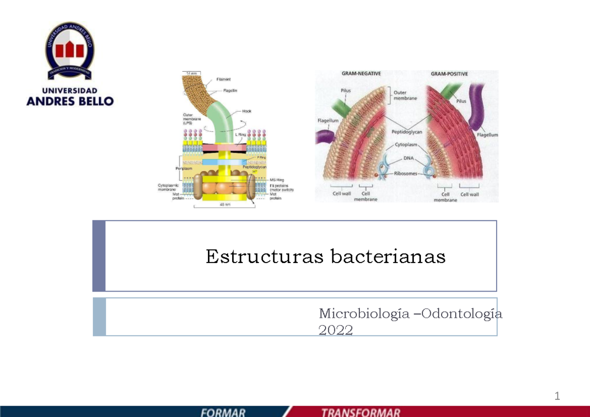 C4. Estructuras Bacterianas 2022 - Estructuras Bacterianas ...