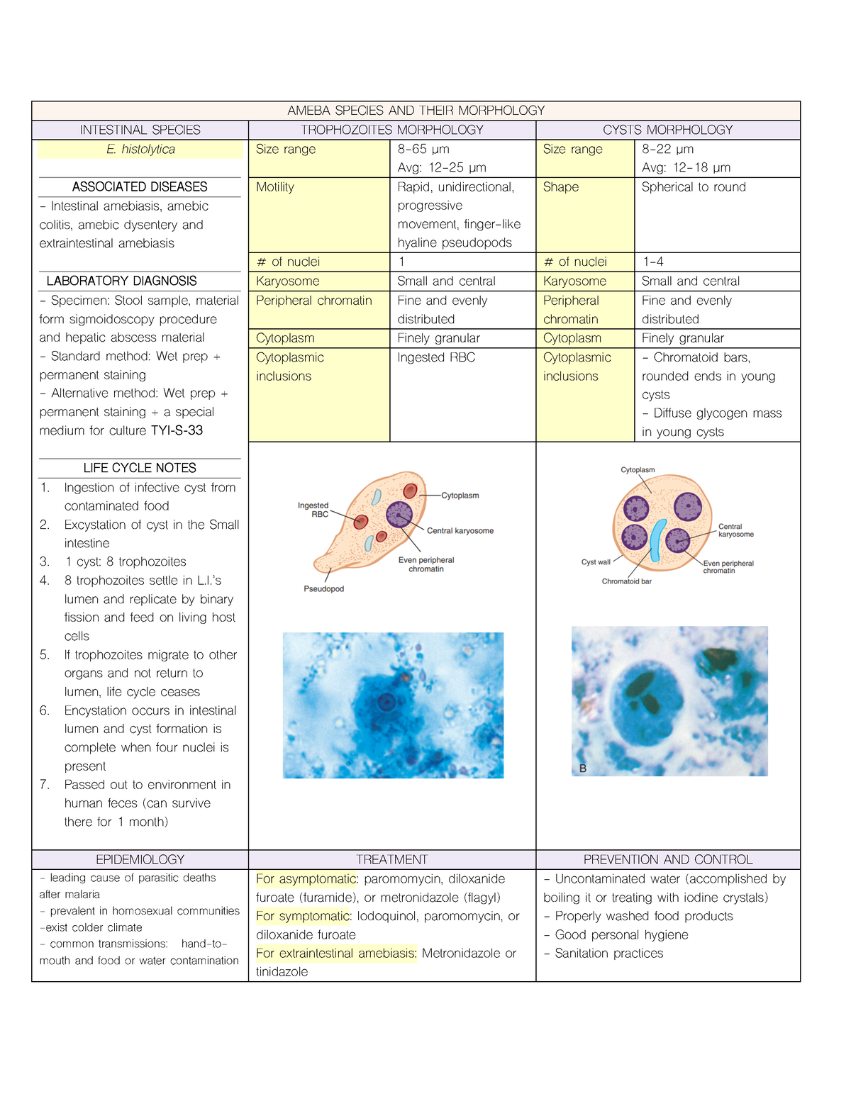 Ameba Species Parasitology Intestinal Species Trophozoites