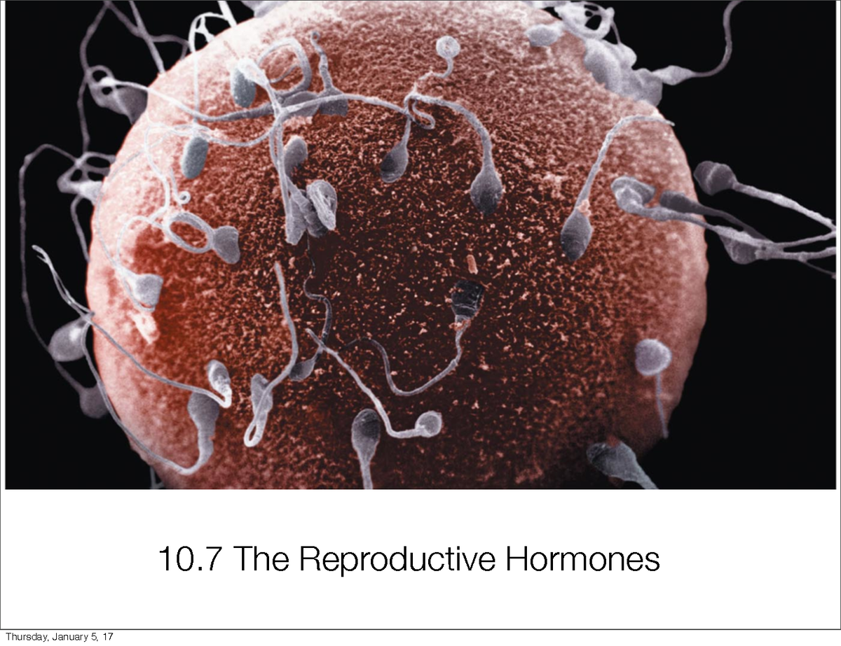 Sbi U Unit Homeostasis Reproductive System The Reproductive Hormones Ovaries Produce