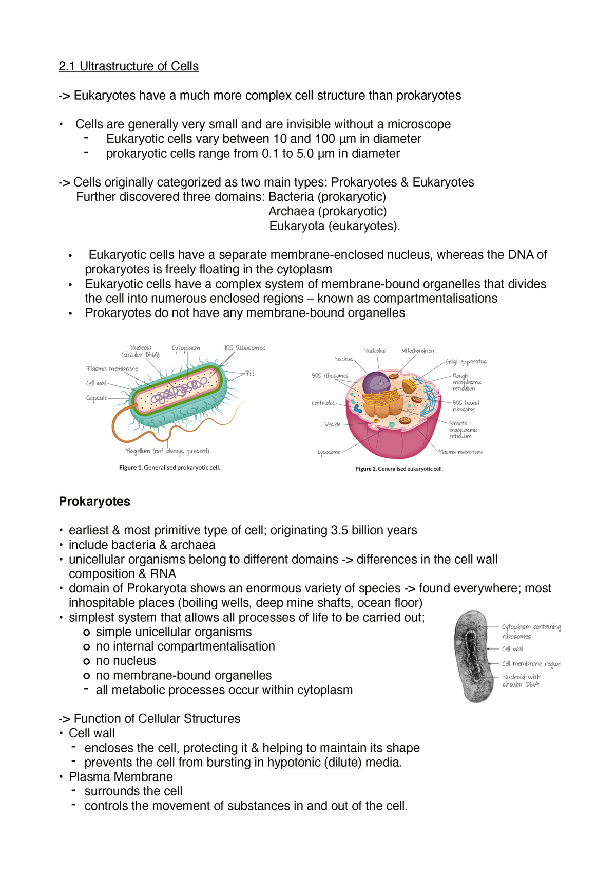 1.2 Ultrastructure of Cells Notes - 2 Ultrastructure of Cells ...