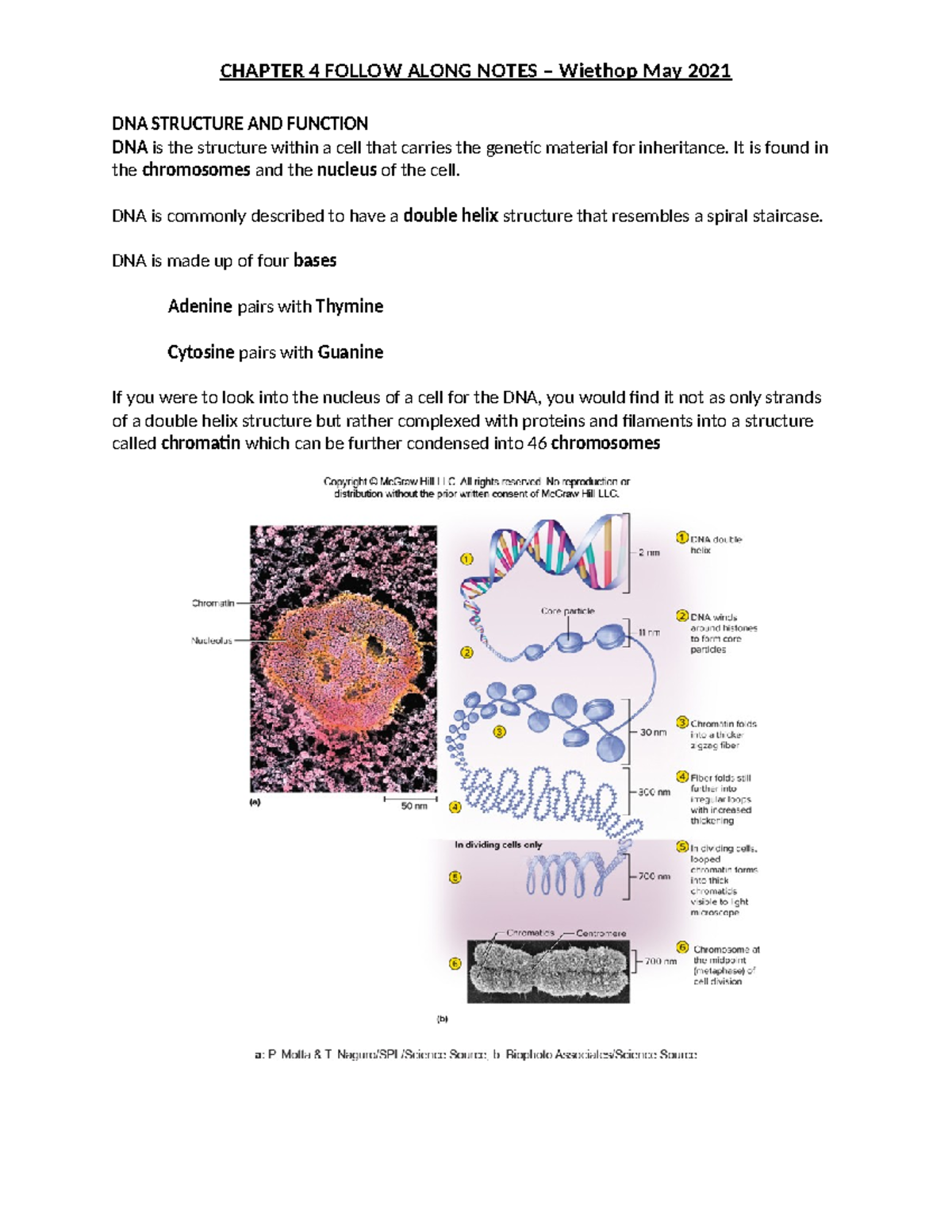 BIOS251 - Chapter 4 FAN Mc Graw Hill-1 (1) - DNA STRUCTURE AND FUNCTION ...