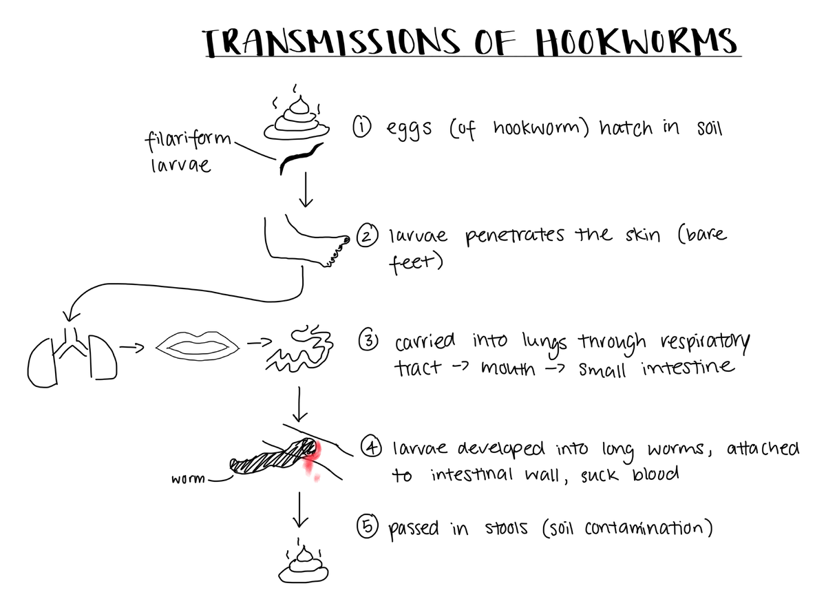 Diagram of Transmission of Hookworms (Lecture 5-Parasites and Fungi I ...