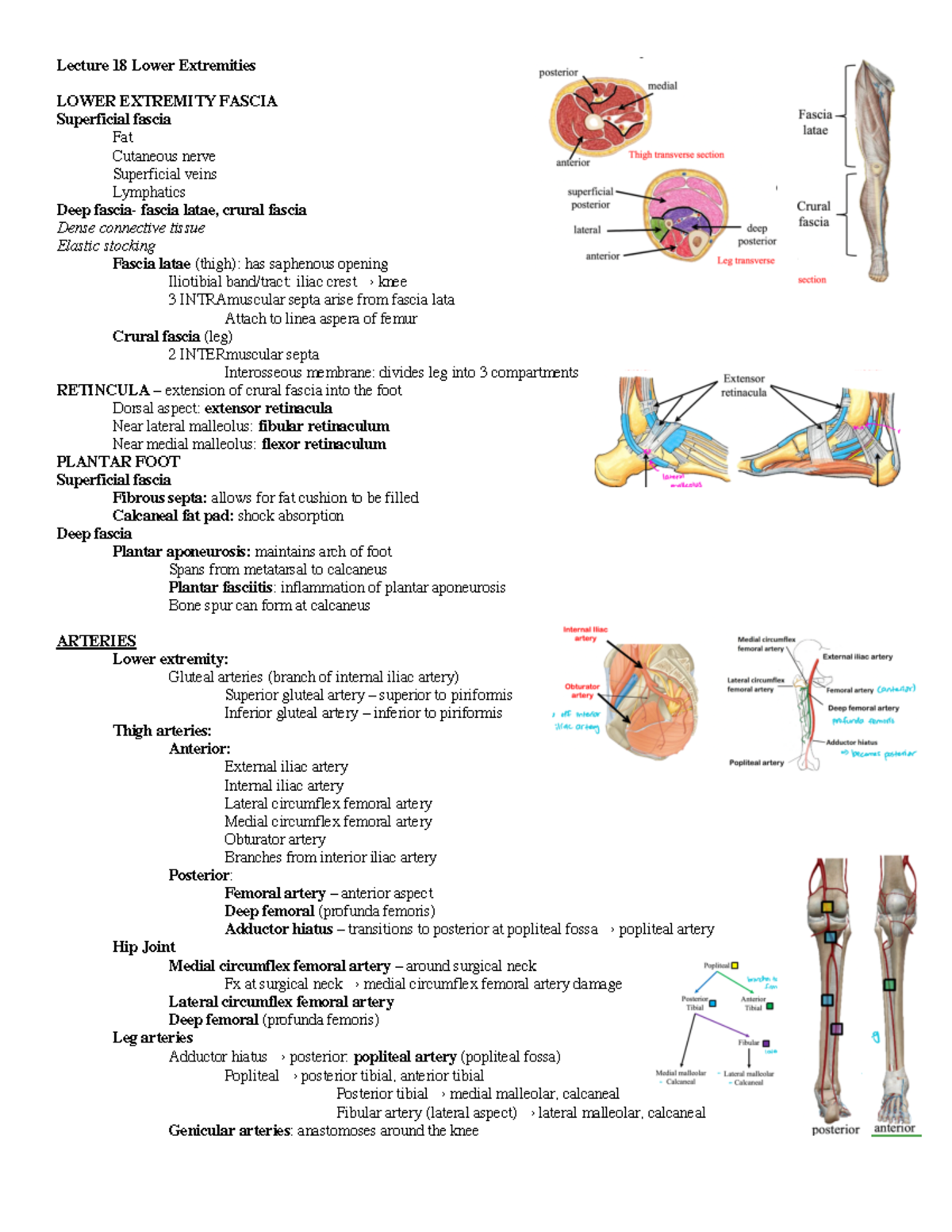 Lecture 18 LE II - Lower extremity fascia, innervations, deep veins ...