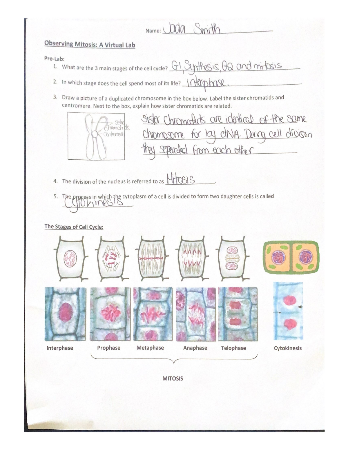 biol 133 lab assignment 6 mitosis