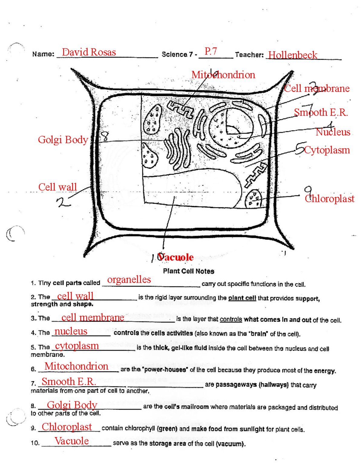 Inside cells and coloring - Name: 1. Tiny cell parts called 2. The ...
