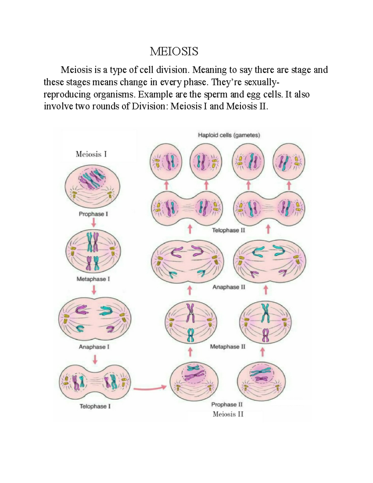 Biogen - Aaaaaaexee - MEIOSIS Meiosis is a type of cell division ...