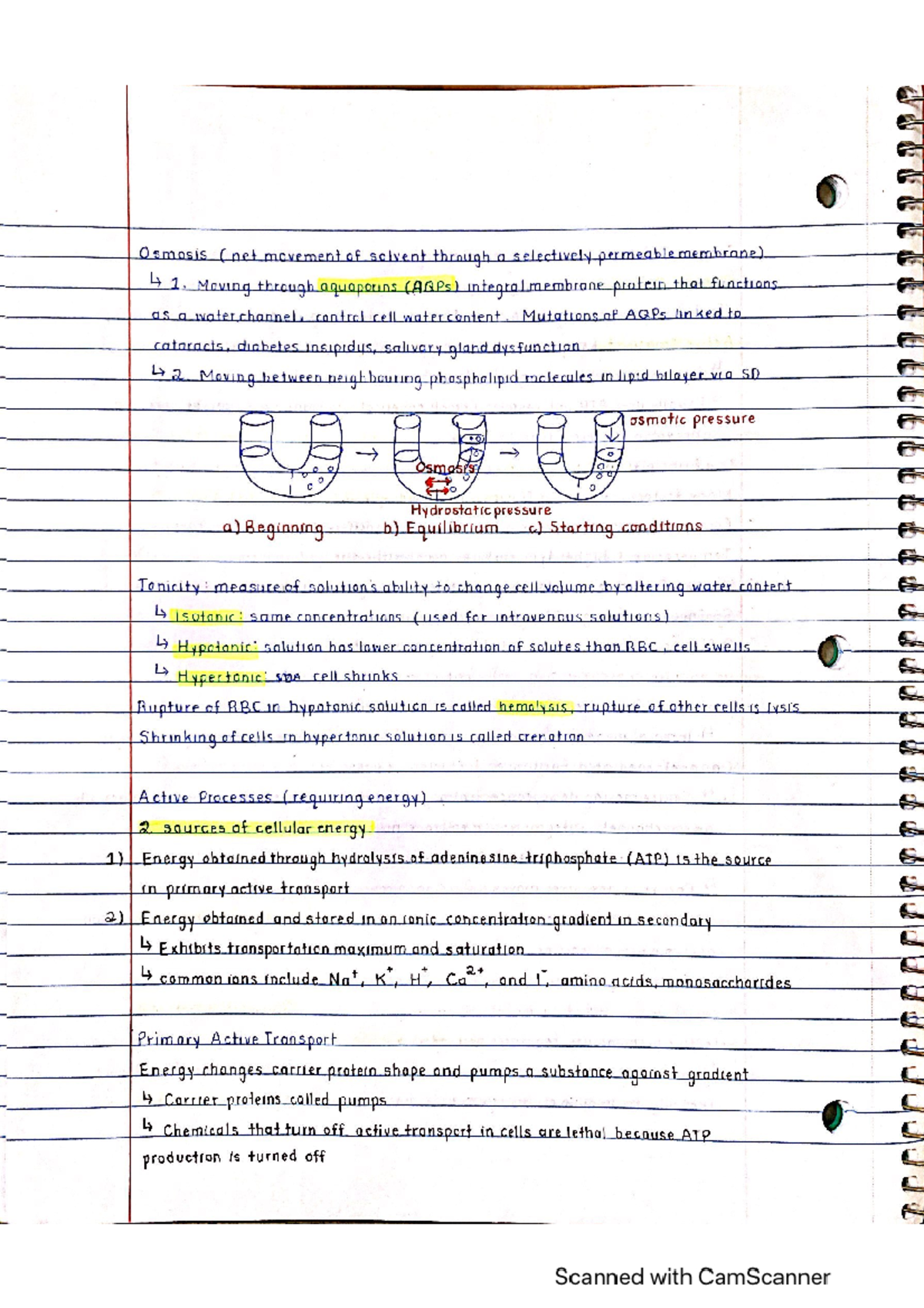 Chapter 3 g - BIOL 1191 - Studocu