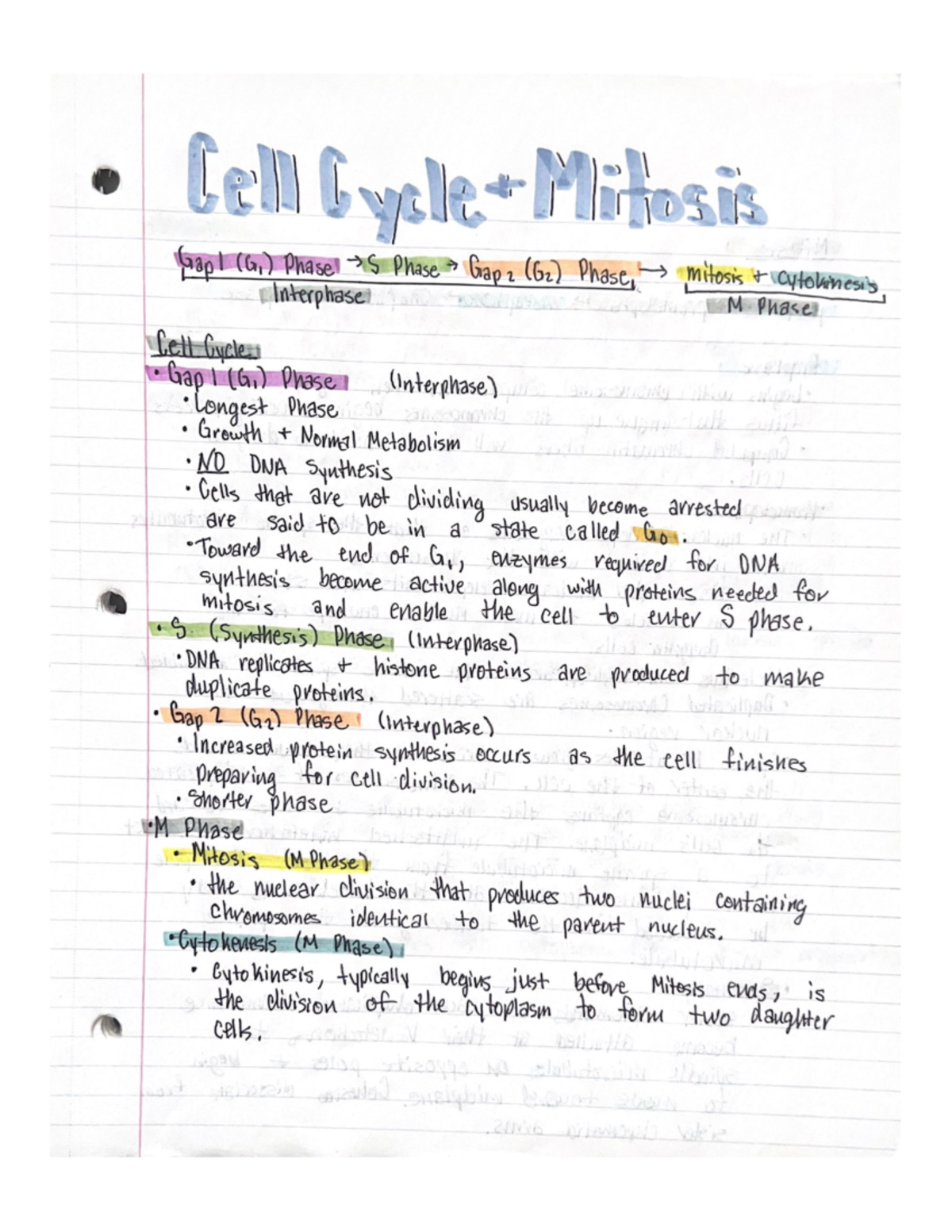 Cell Cycle, Mitosis, Meiosis - Studocu