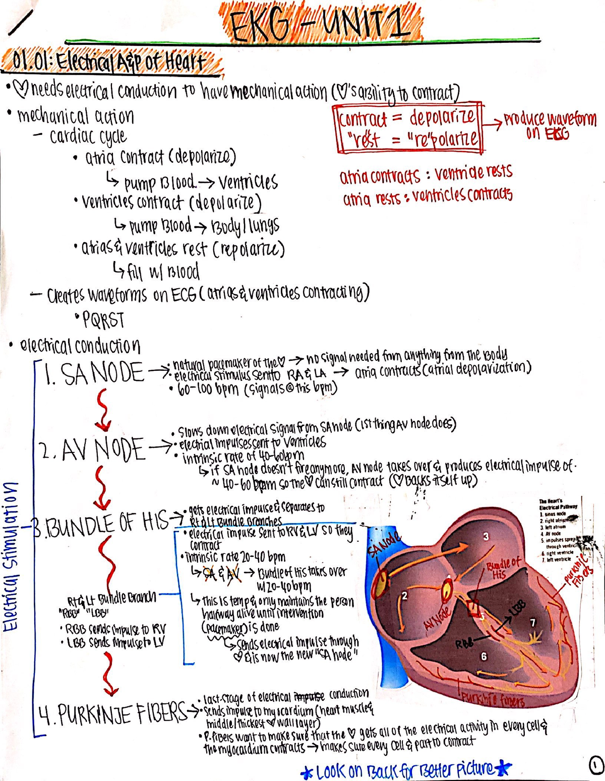 EKG Unit 1 Notes - NR341 - Studocu