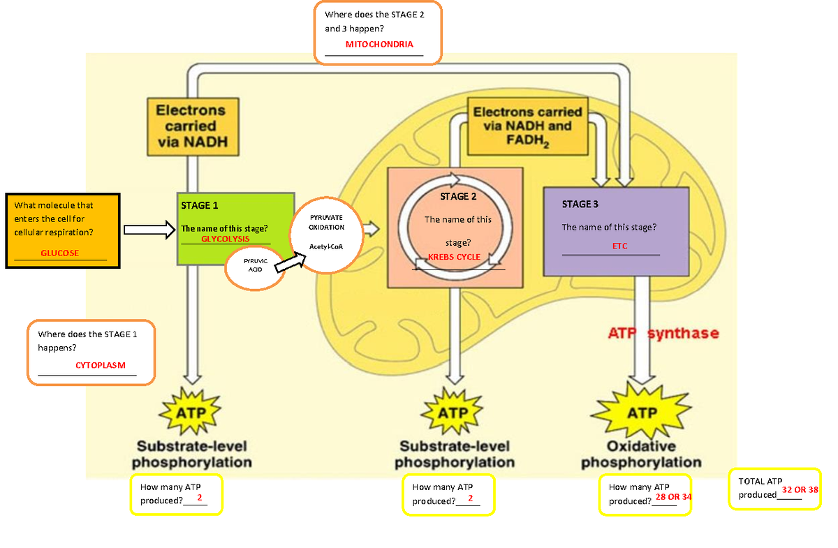 Cellular Respiration G.a - Answer Key - What Molecule That Enters The 