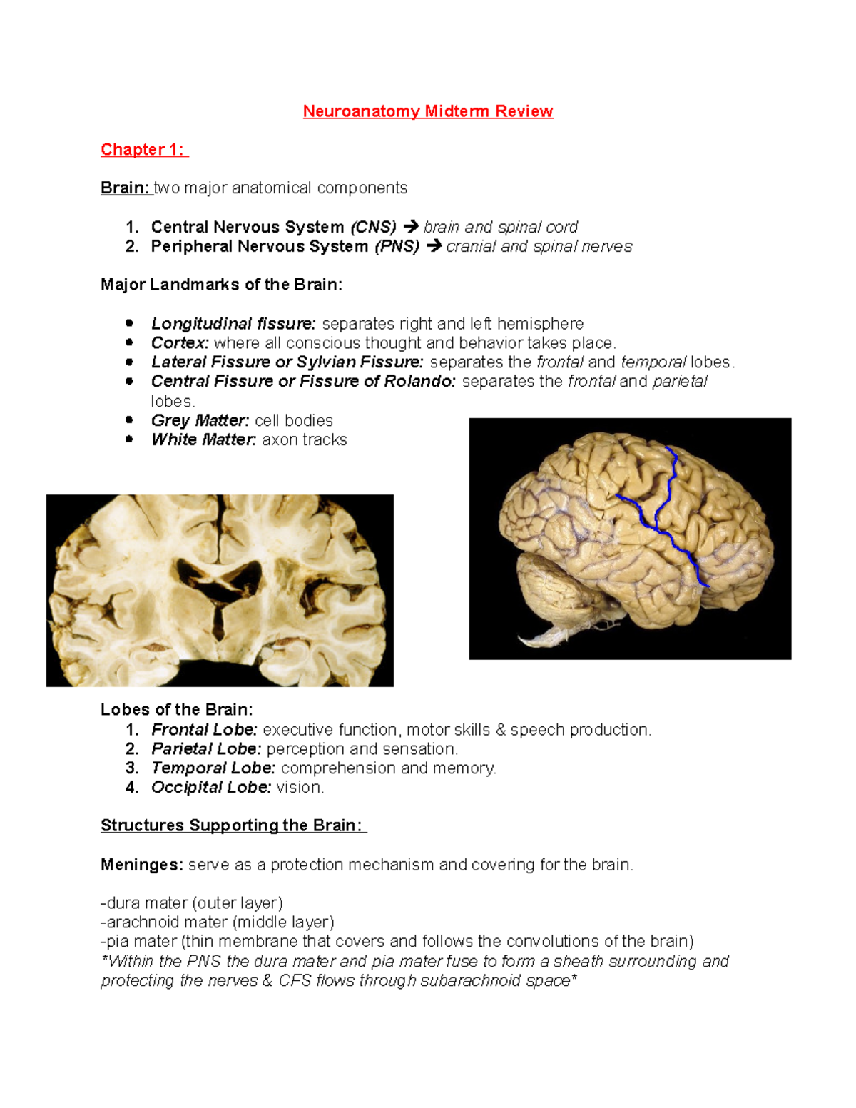NEUROANATOMY REVIEW PDF visual data 5