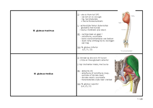 Functionele Anatomie - Samenvatting Deel Van Cursus - Functionele ...