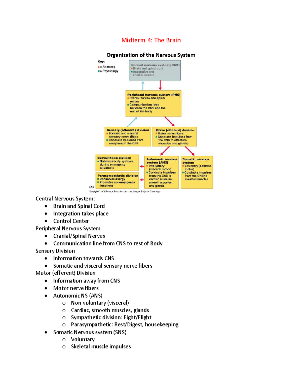 Human anatomy midterm summary - Midterm 4: The Brain Organization of ...