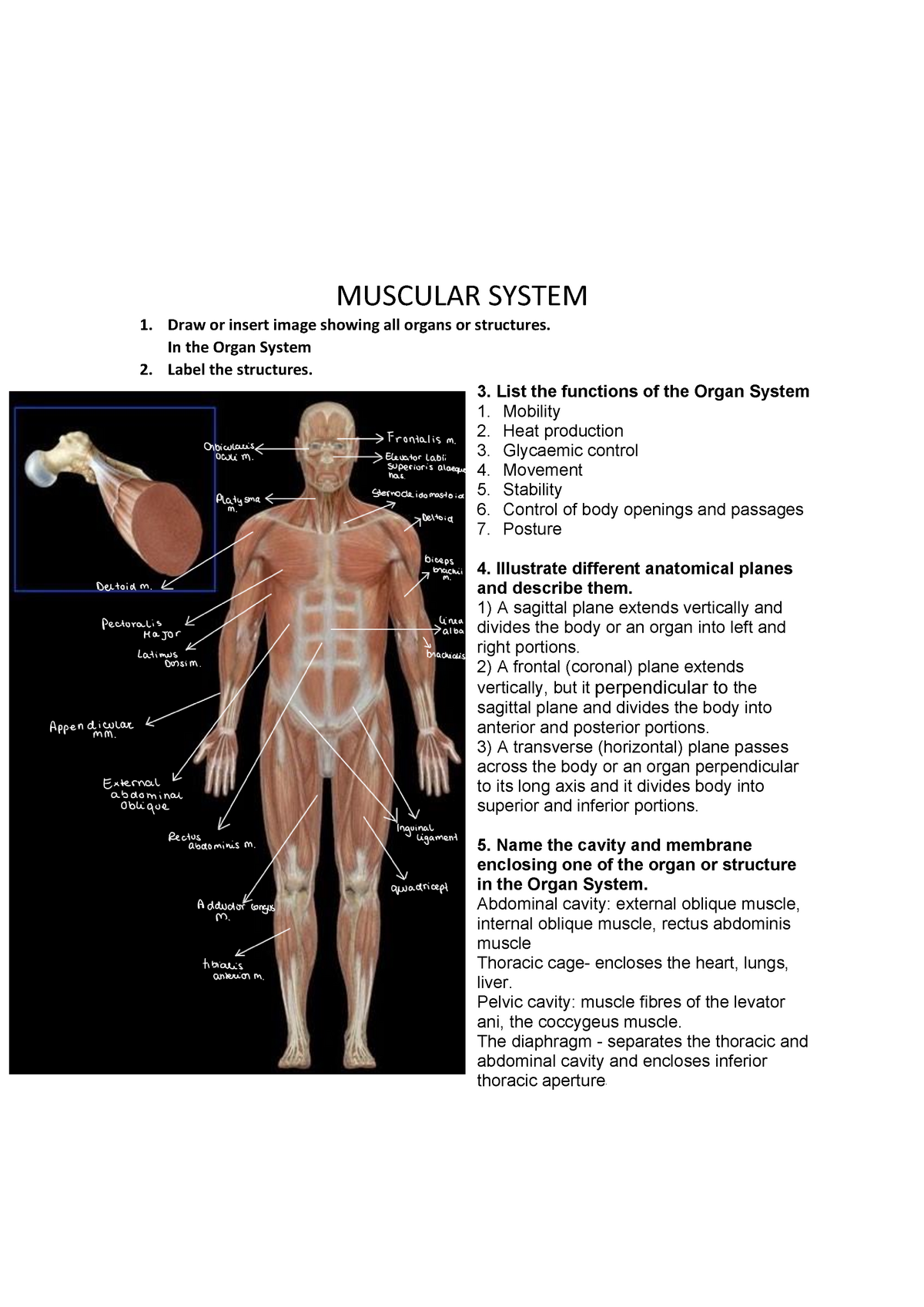 Anatomy - FSLS403 - Westminster - Studocu