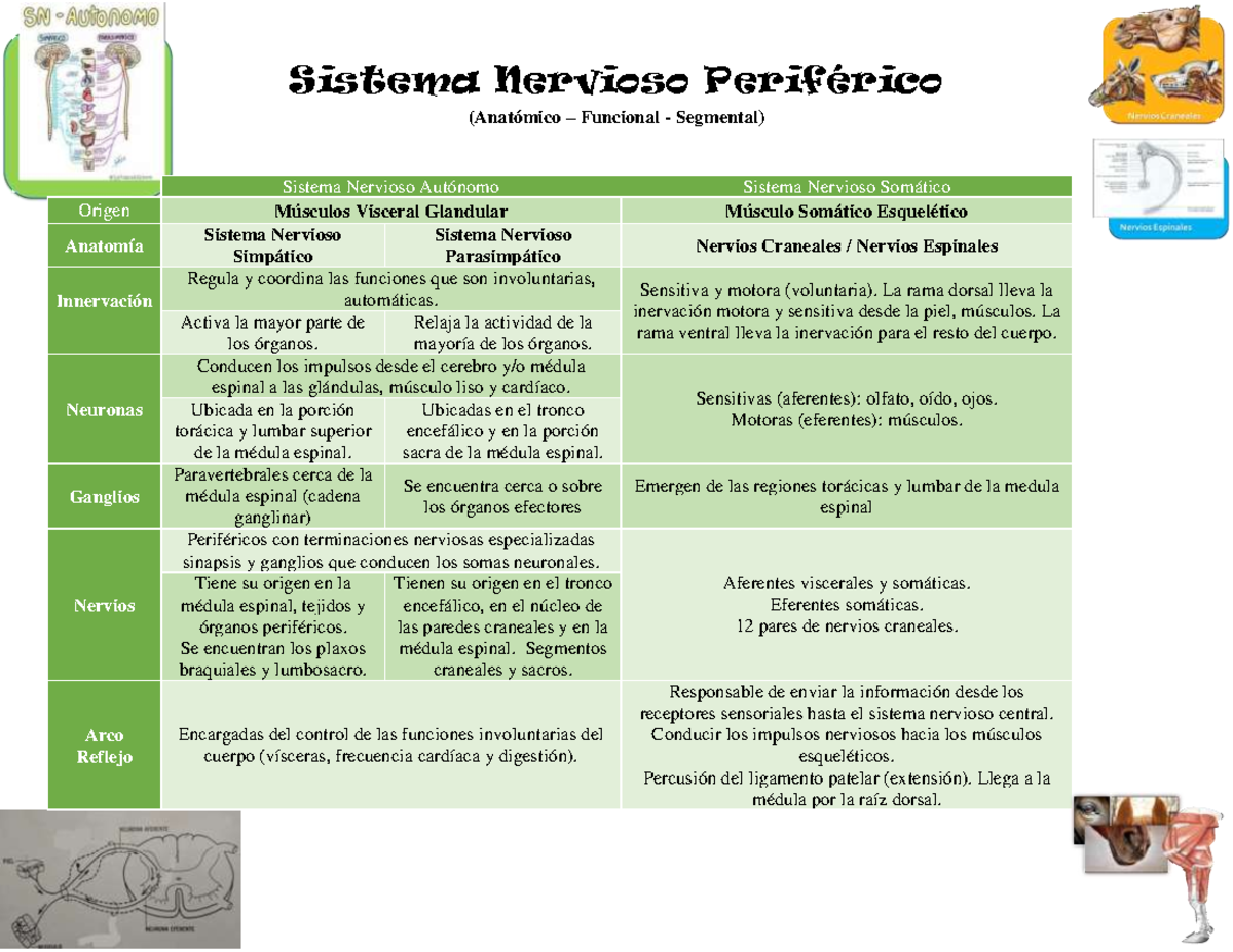474192456 Sistema Nervioso Periferico Cuadro Comparativo - Sistema