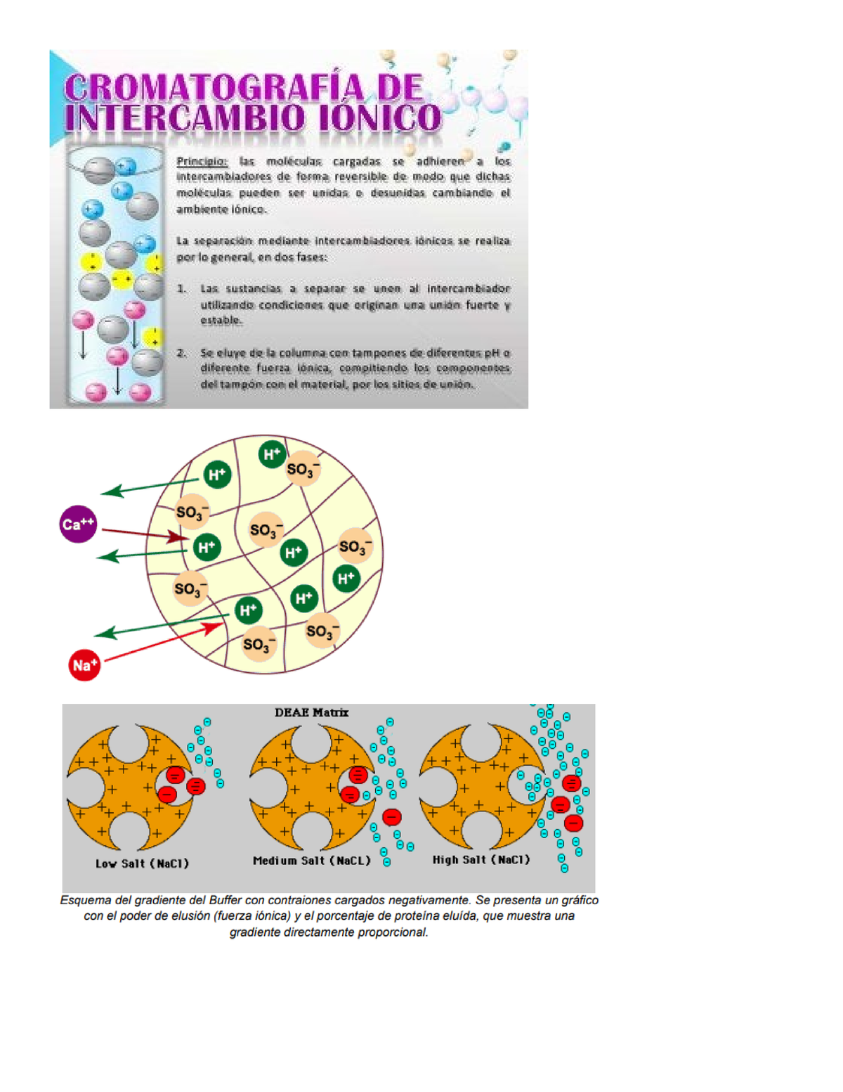 cromatografía de intercambio de iones