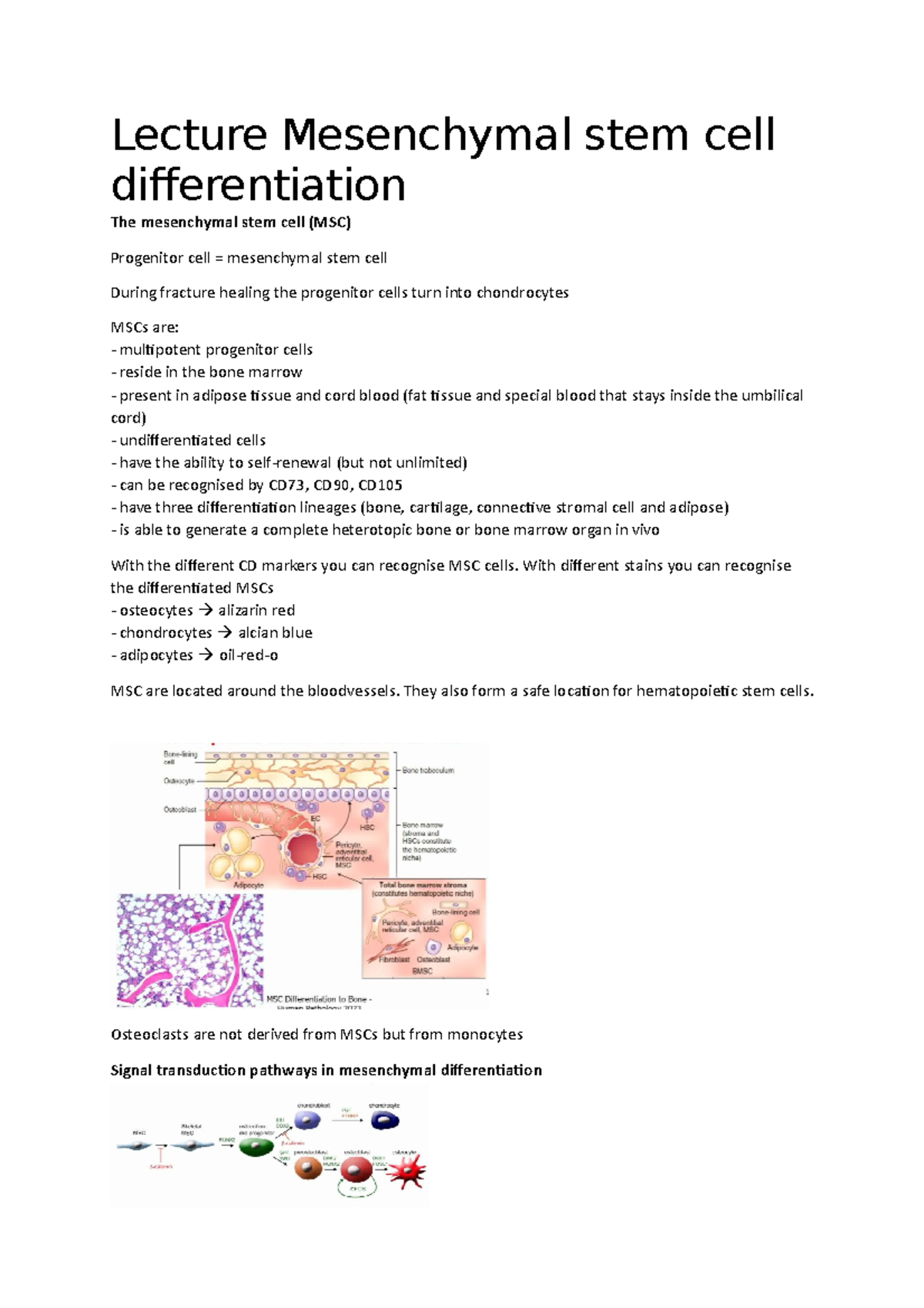 Lecture Mesenchymal stem cell differentiation - Lecture Mesenchymal ...