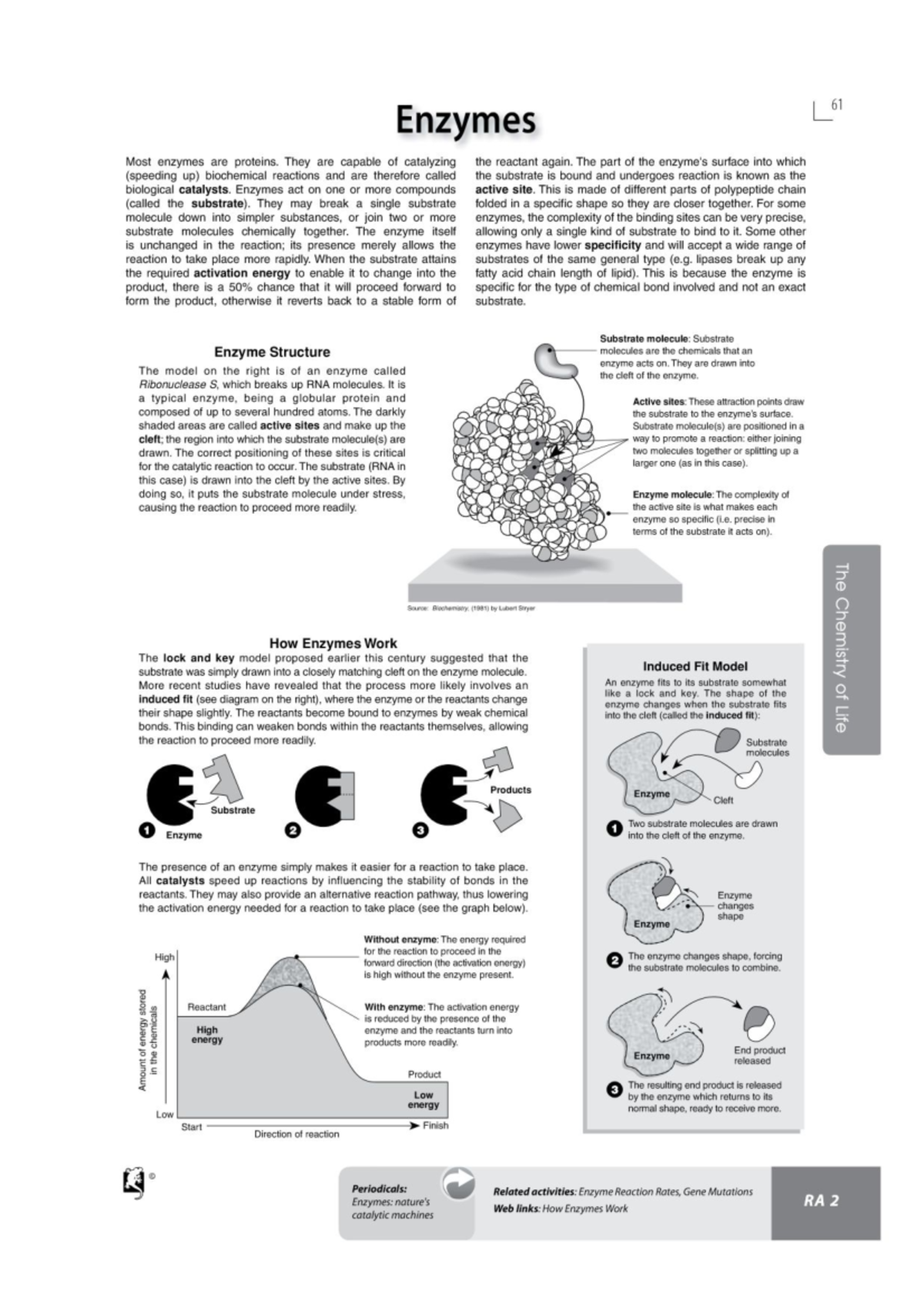 Enzymes worksheet 61 Enzymes Most enzymes are proteins. They are