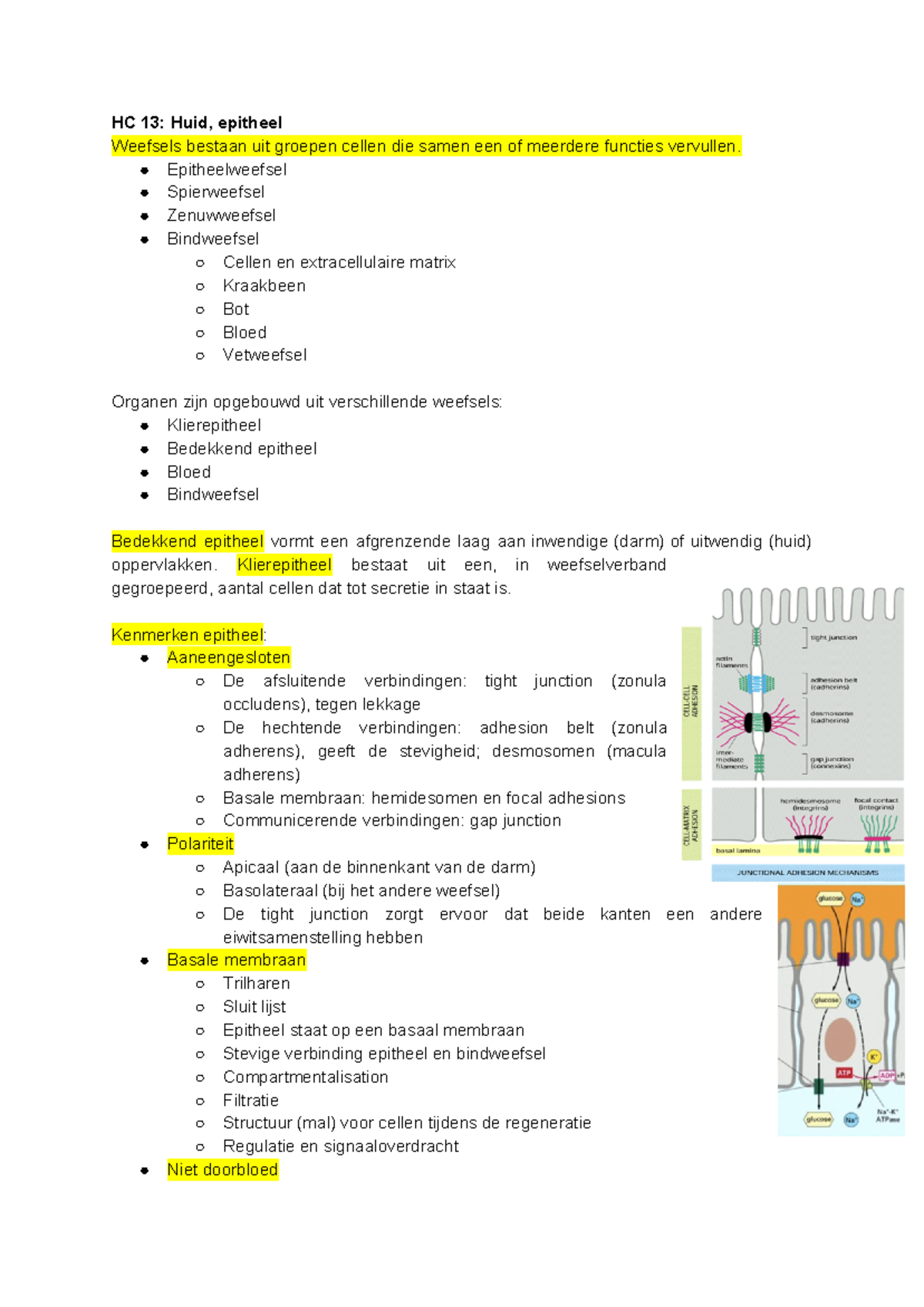 Hc Thema 2 College Aantekeningen 13 16 Hc 13 Huid Epitheel