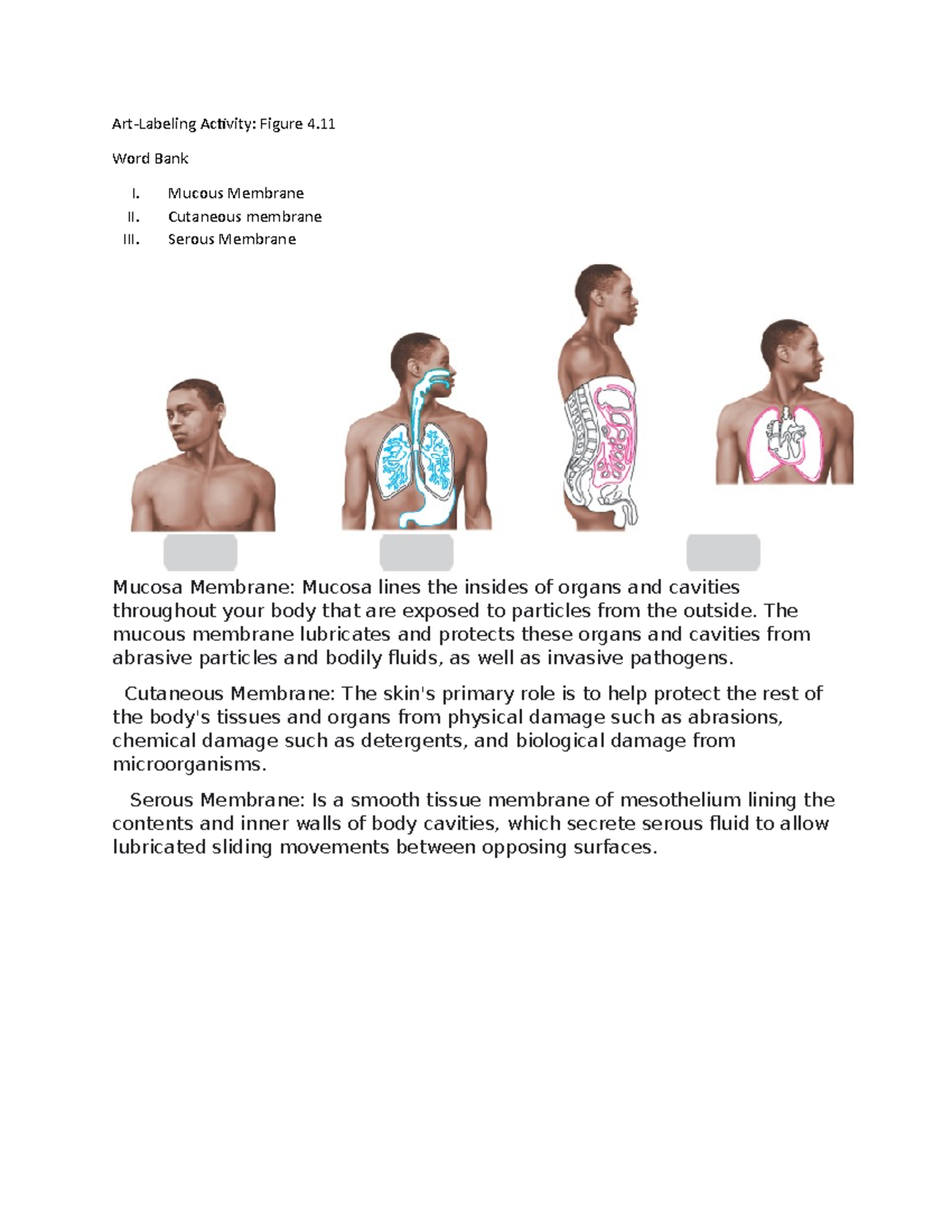 Art Labeling Activity Basic Anatomy Of The Skin - lca6j54