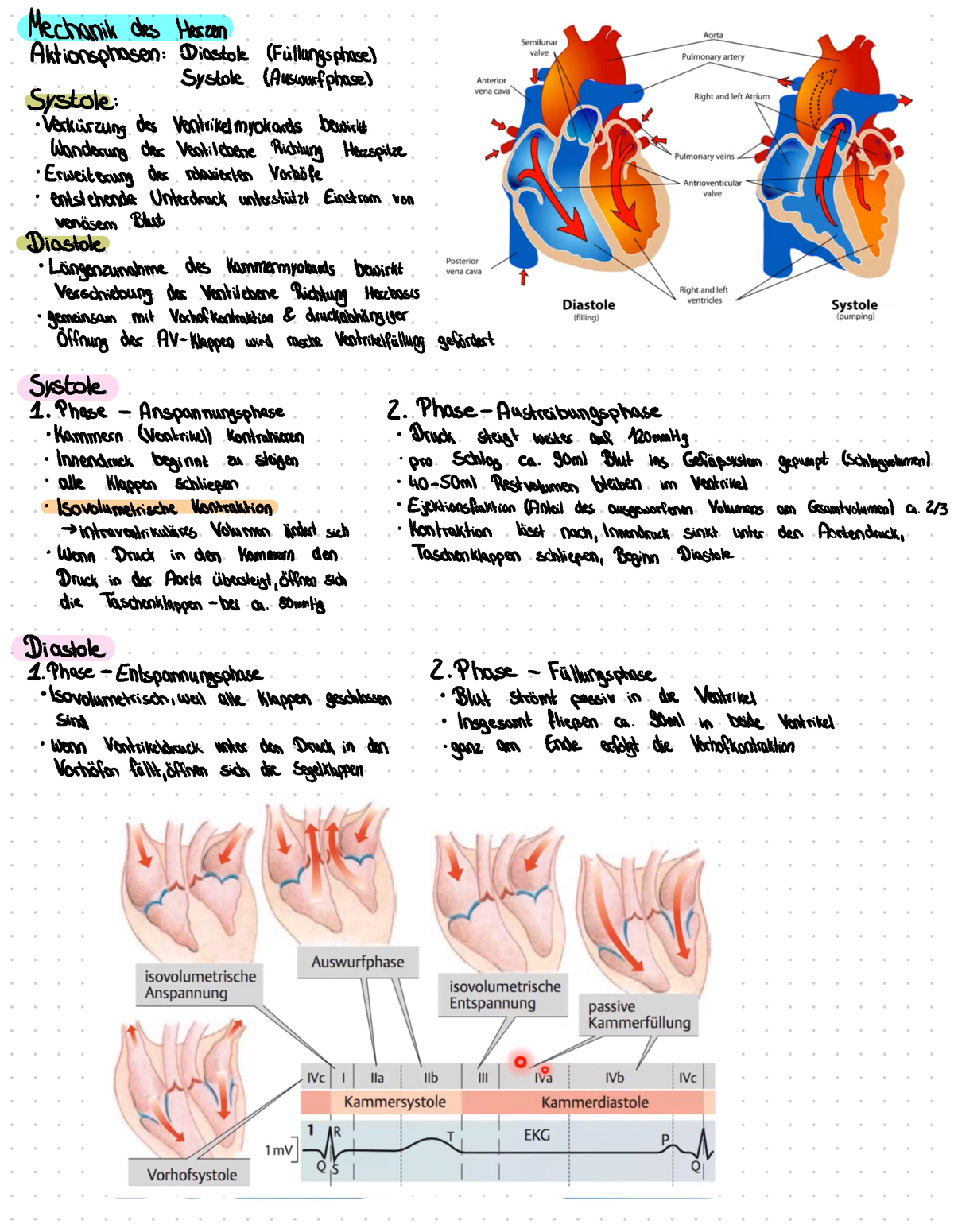 Herz-Kreislauf System-5 - Mechanik Des Herzen Aktionsphasen : Diastok ...