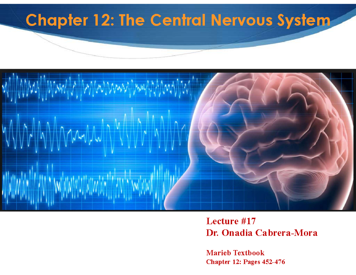Chapter 12 Central Nervous System part 2 - Chapter 12: The Central ...