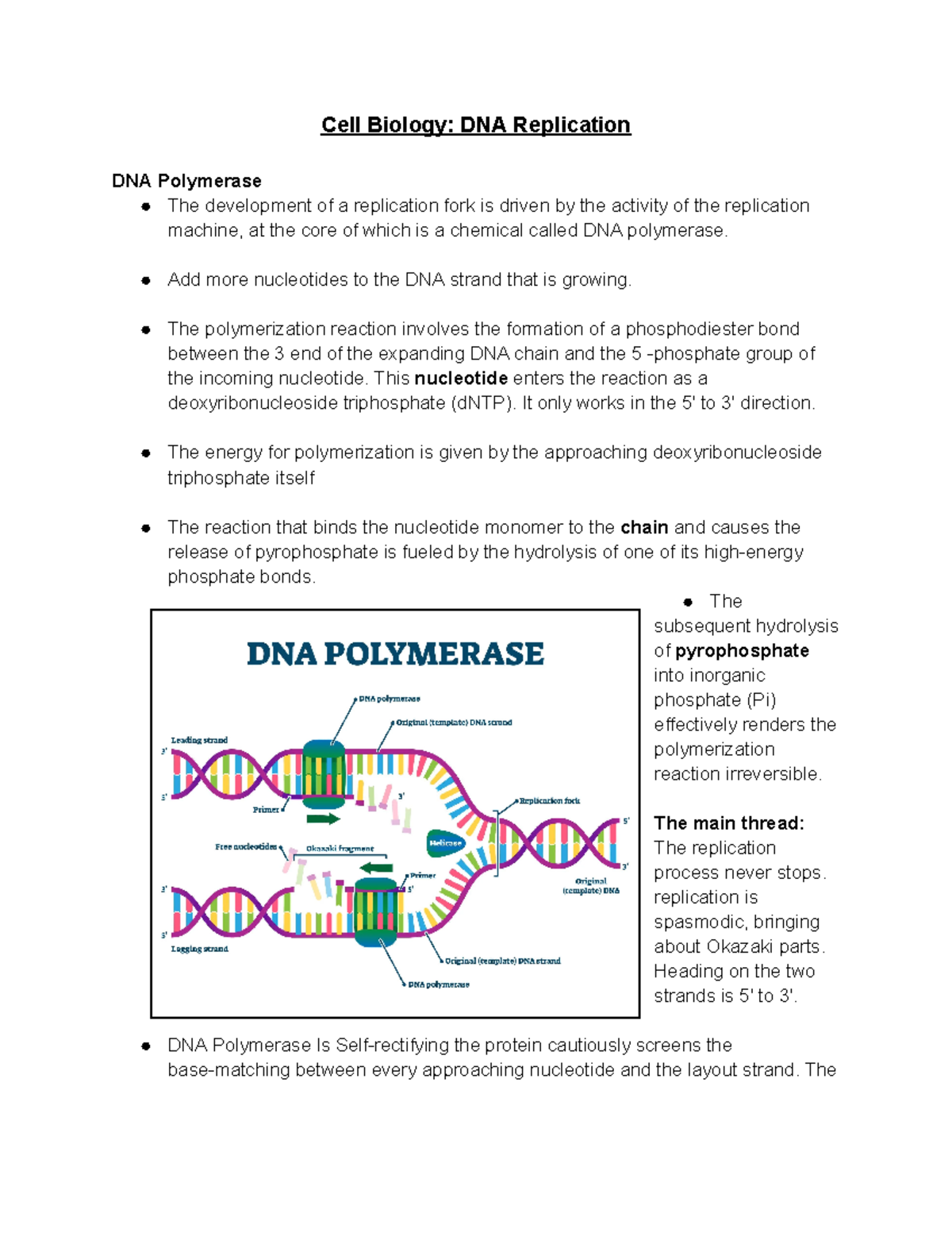 Cell Biology DNA Replication - Add more nucleotides to the DNA strand ...