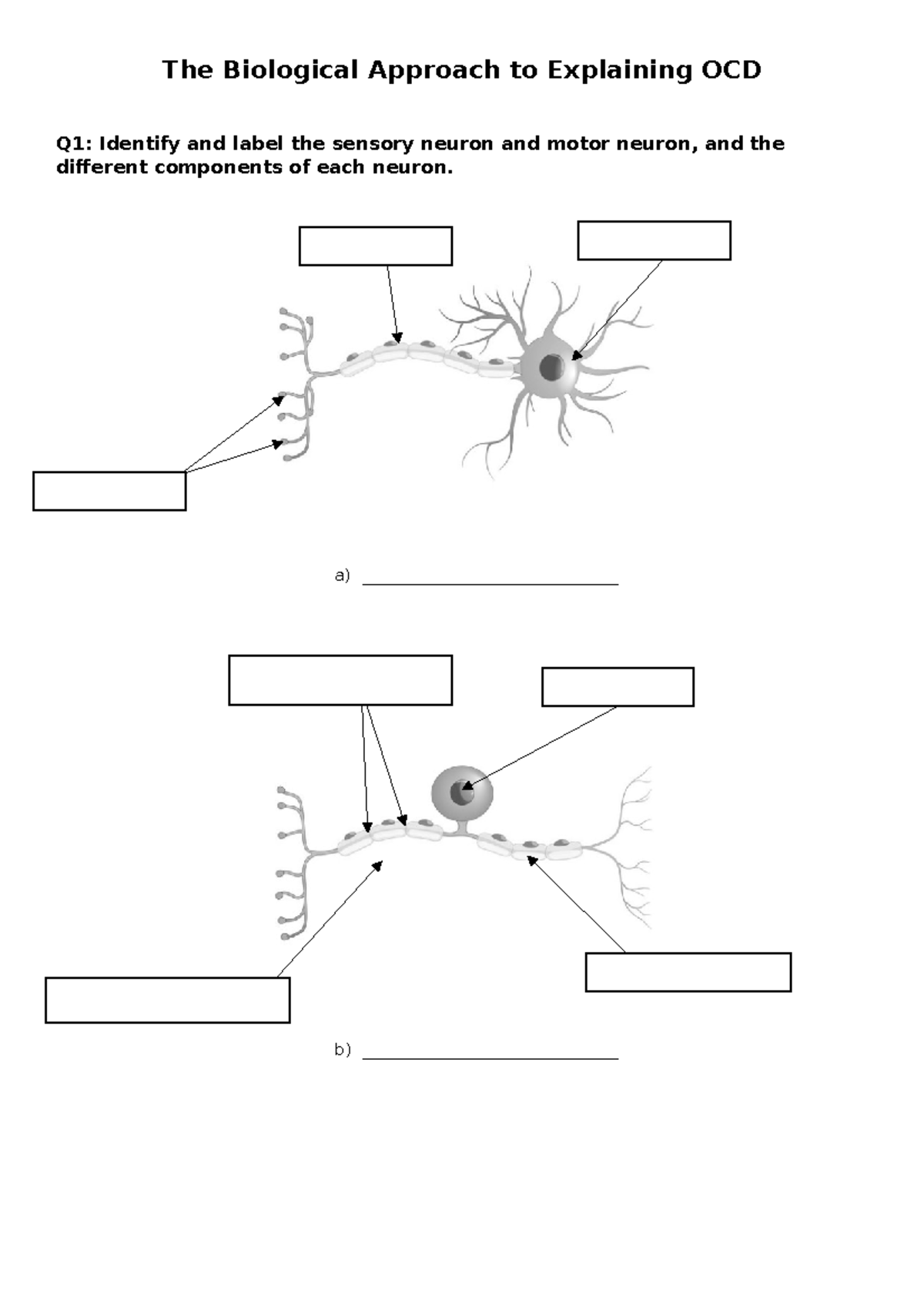 The Biological Approach to Explaining OCD - a ...