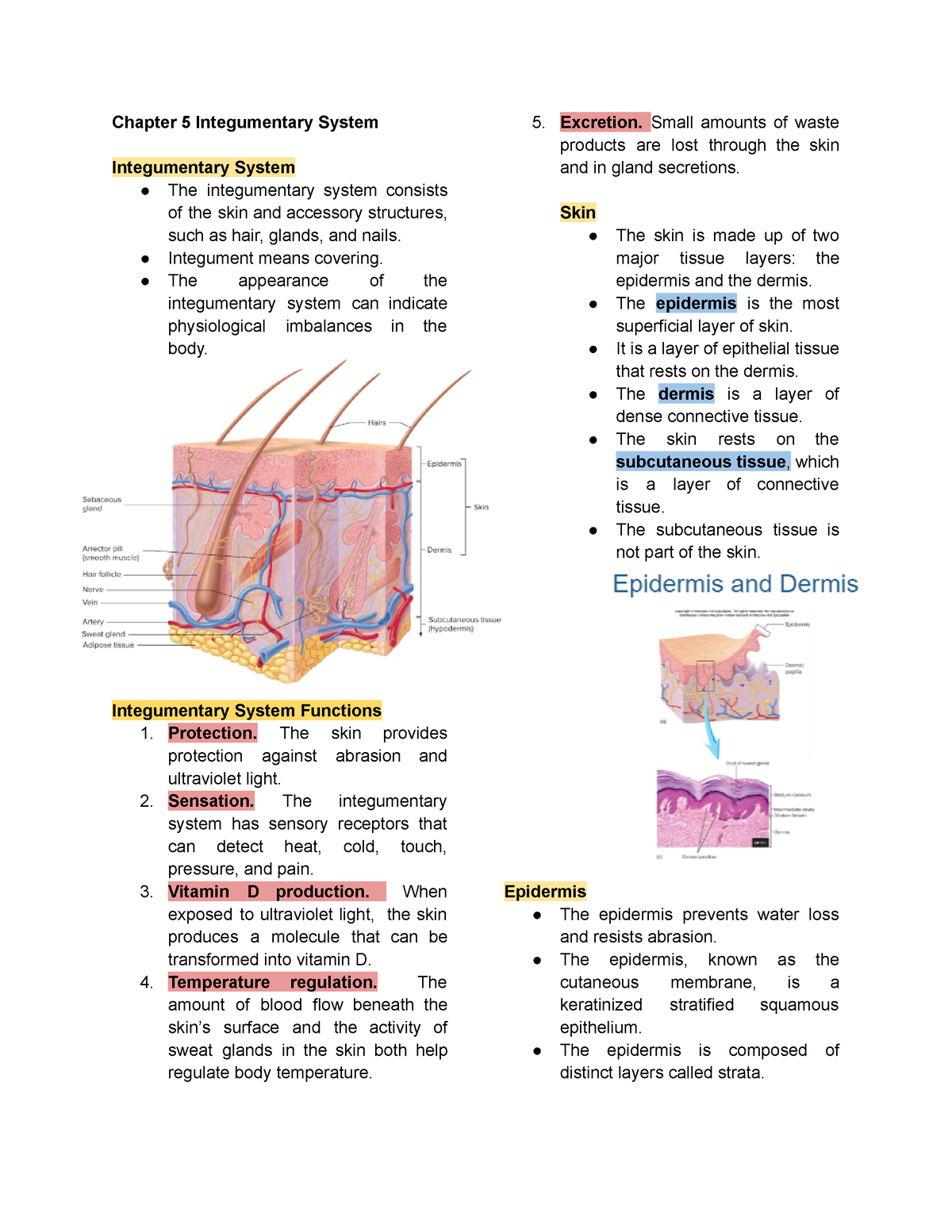 Chapter 5 Integumentary System - Chapter 5 Integumentary System ...