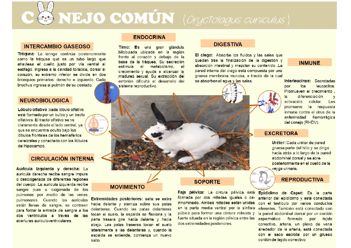 Conejo Funbio características fisiológicas y funcionales