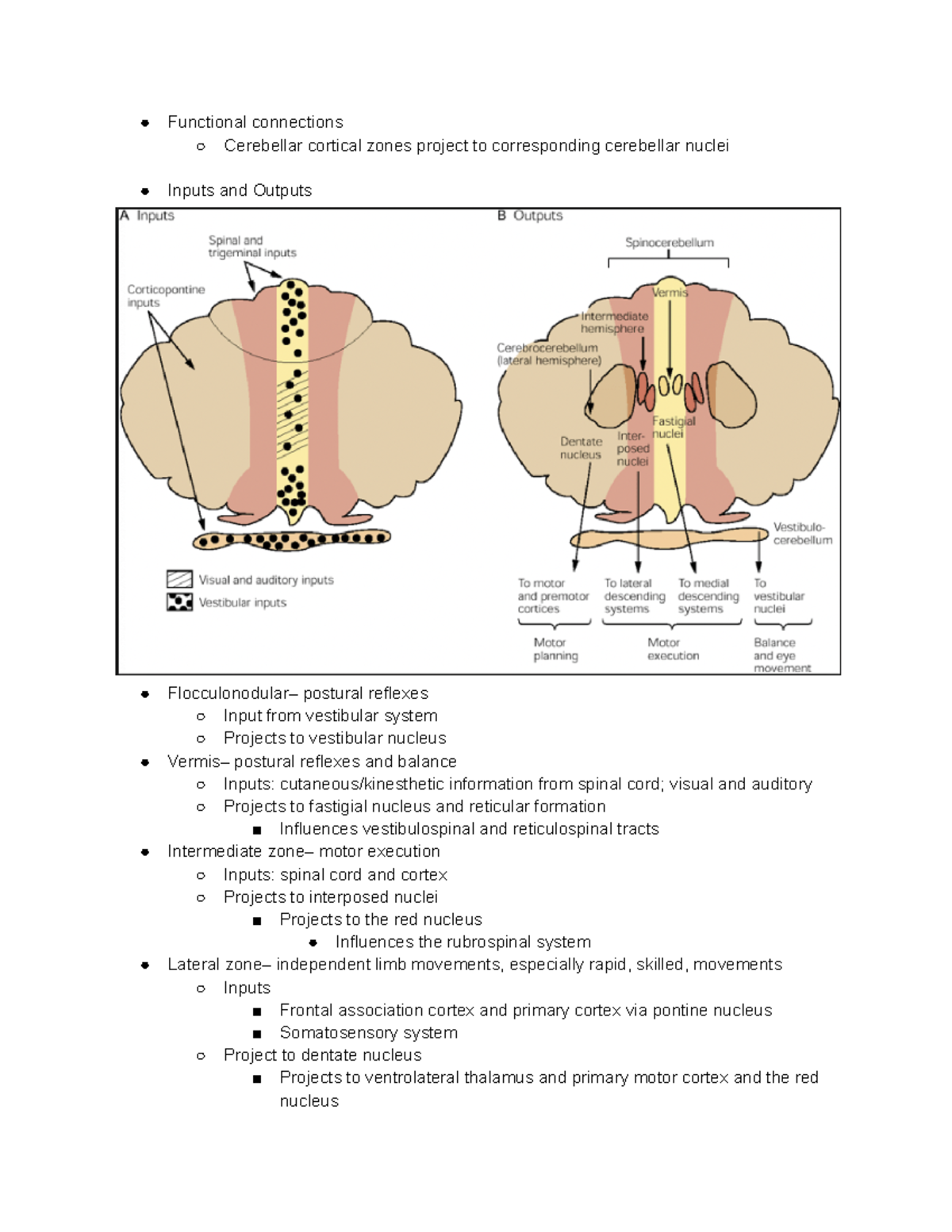 BBB Chapter 10 Notes Part 10 - Functional connections Cerebellar ...