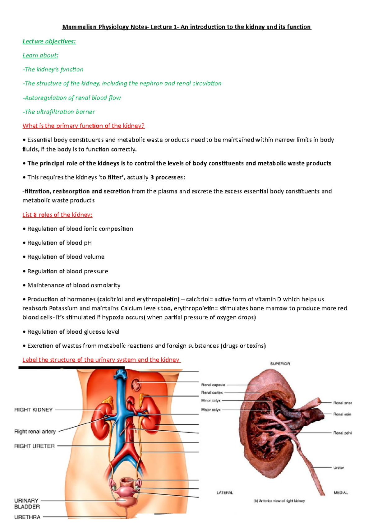 Mammalian Physiology Lecture 16- An introduction to the Renal System ...