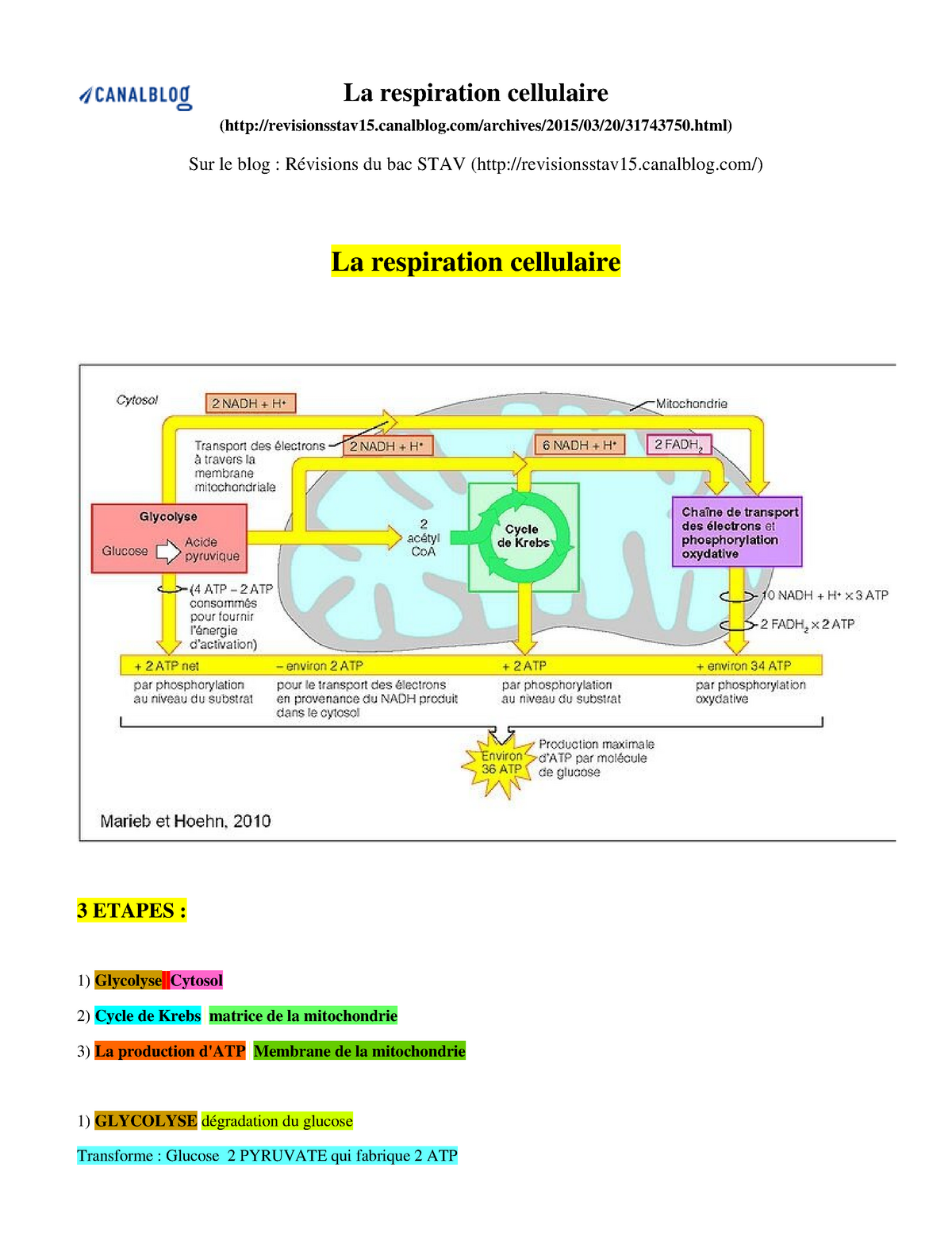 phosphorylation au niveau du substrat et phosphorylation oxydative