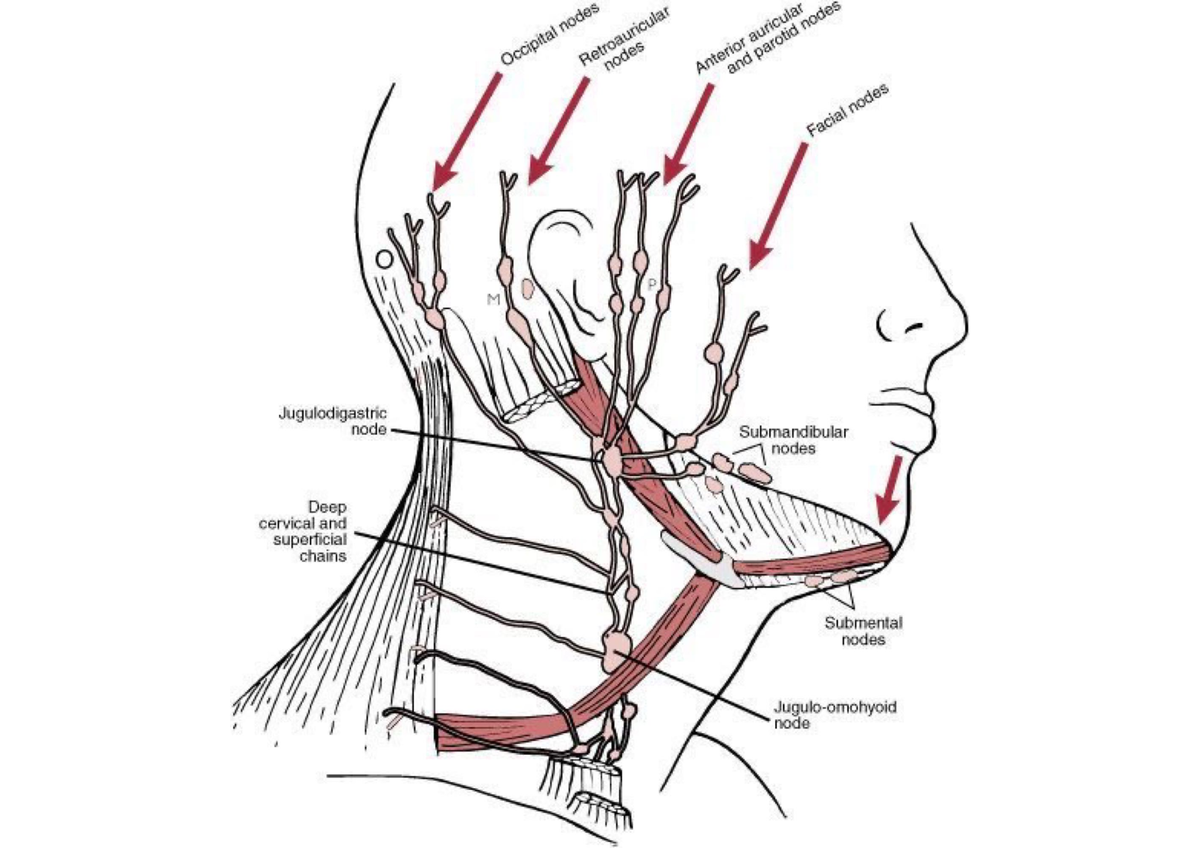 Learning With Anatomy Jugulodigastric Node Submandibular Nodes Deep 