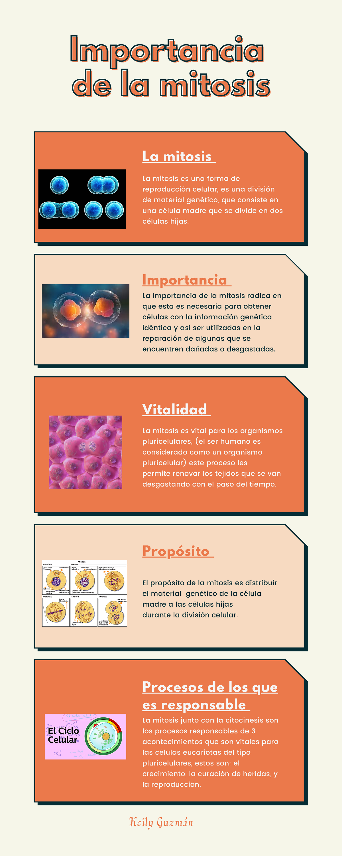 Importancia De La Mitosis Y Meiosis Importanciaimportancia De La