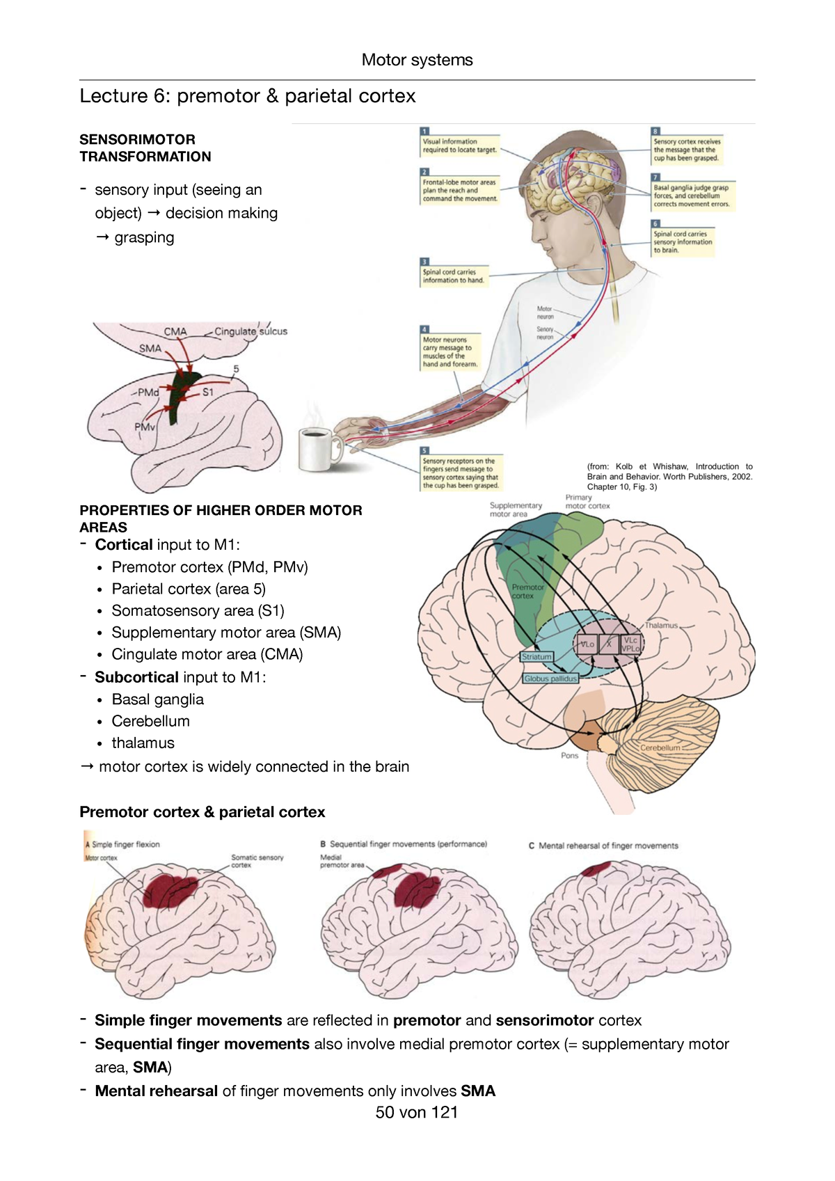 Zusammenfassung 6.1 - Premotor + Parietal Cortex (Teil 1) - Motor ...