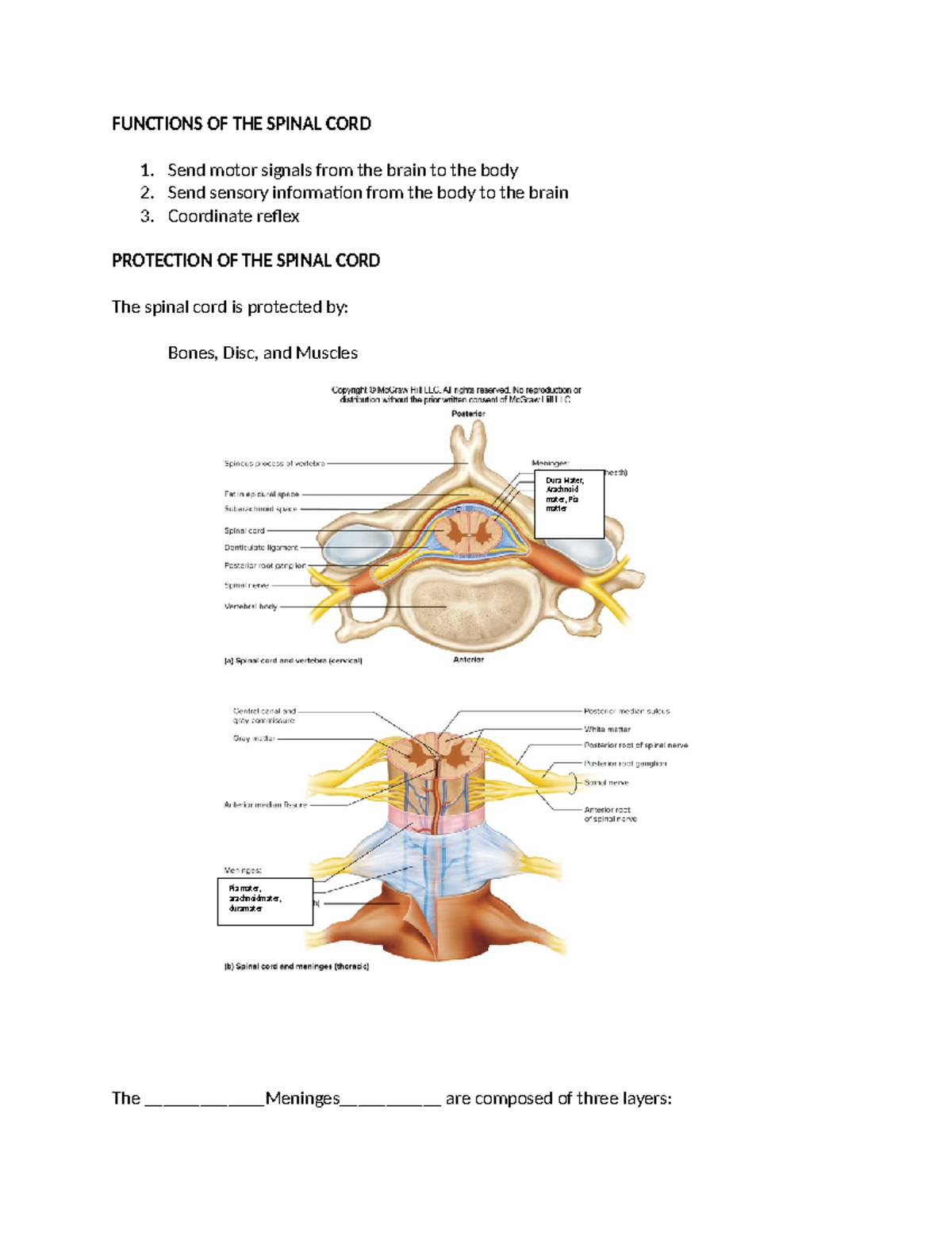 Bio 252 WEEK 3 Assignment - FUNCTIONS OF THE SPINAL CORD 1. Send motor ...