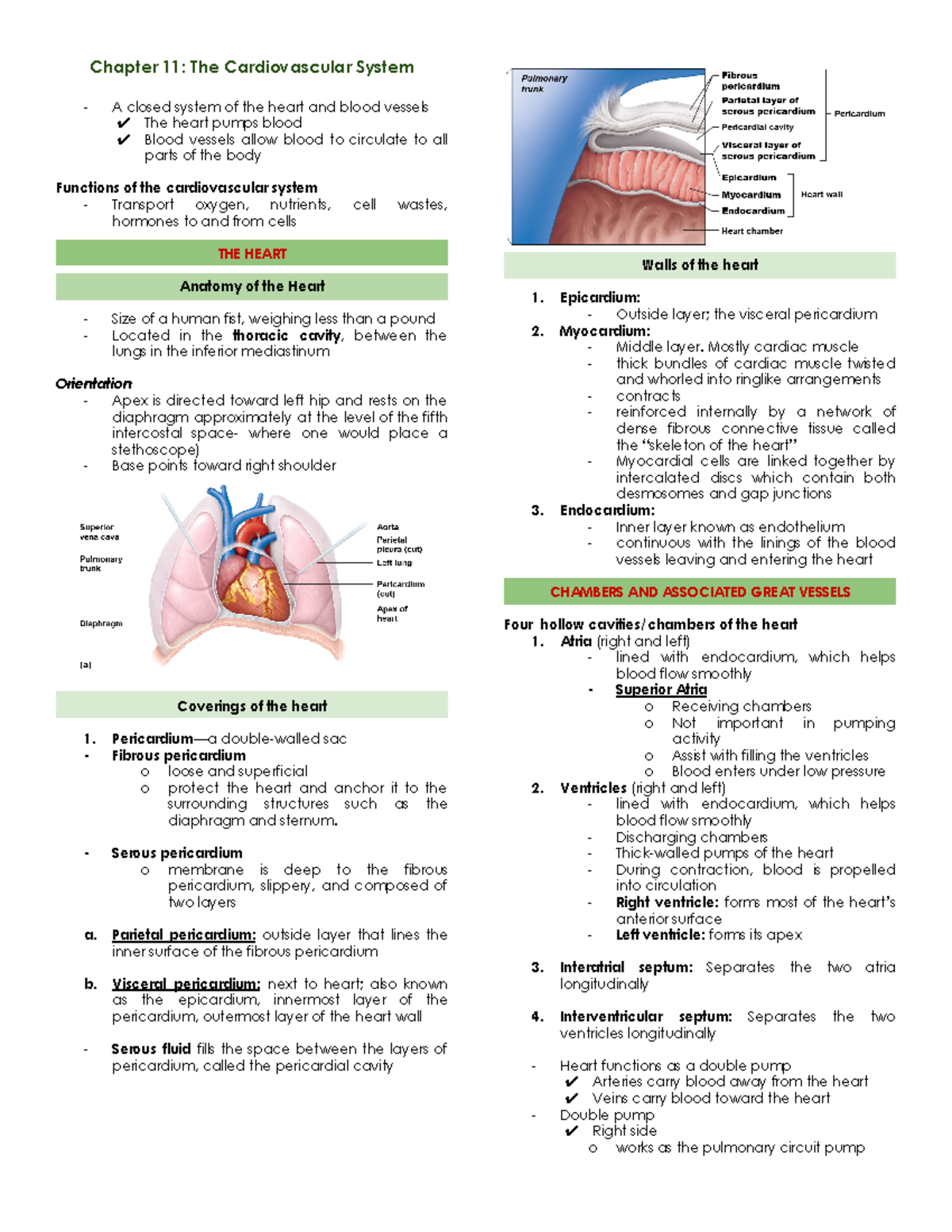 CH11 Cardio - Anatomy and Physiology - University of Santo Tomas - Studocu