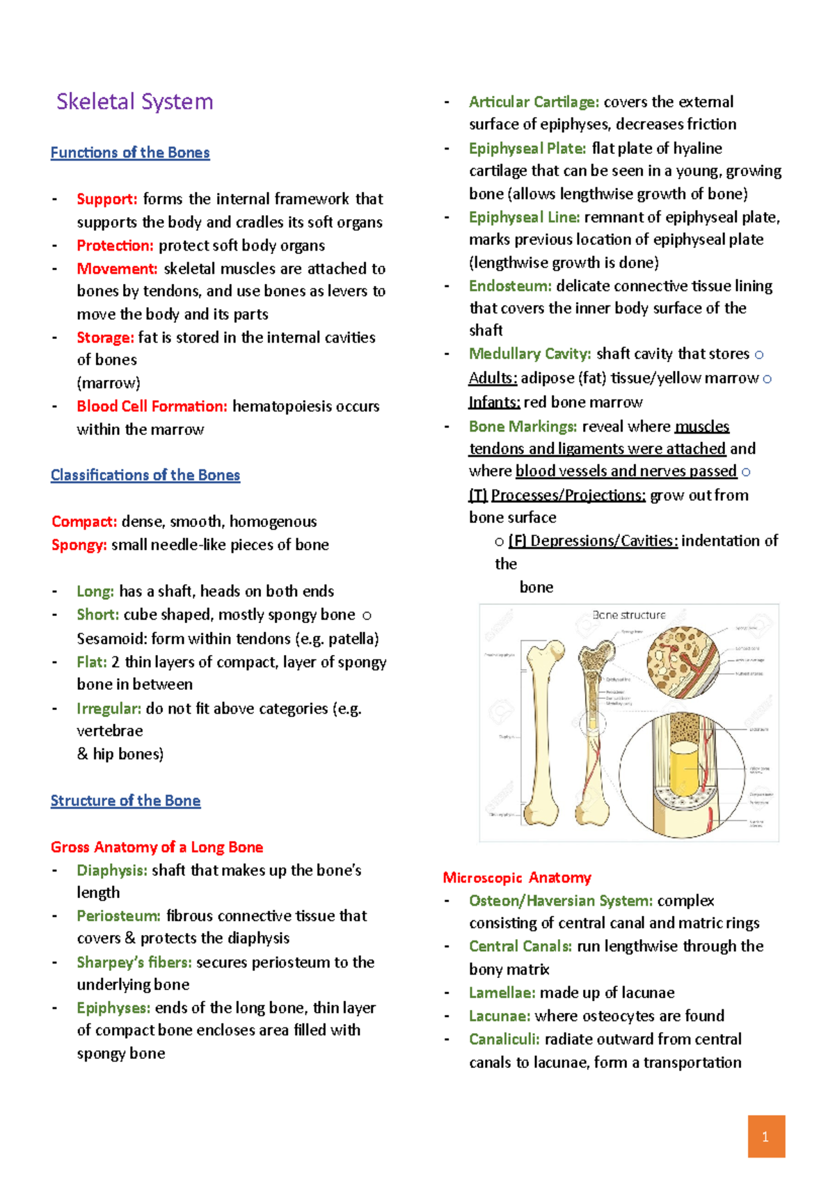 Skeletal and Muscular System - 1 Skeletal System Functions of the Bones ...