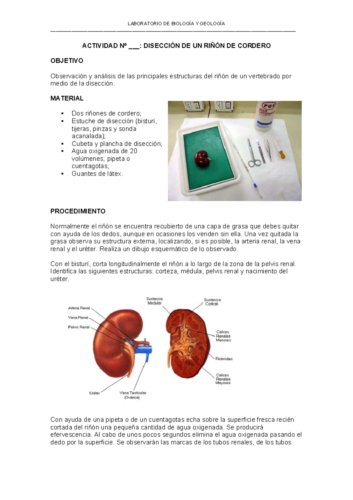 Diseccion deun riñon - disección del riñón - LABORATORIO DE BIOLOGÍA Y ...