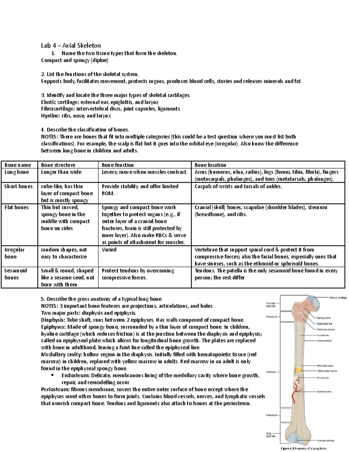 Lab 4 - axial skeleton - Study materials for quizzes and exams - Lab 4 ...