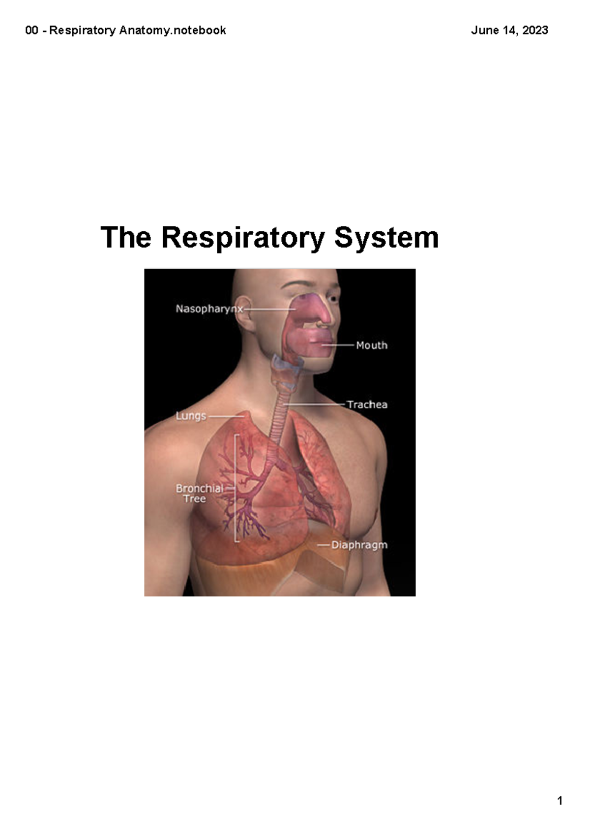 Respiratory system - .. are too large to rely on just diffusion to get ...