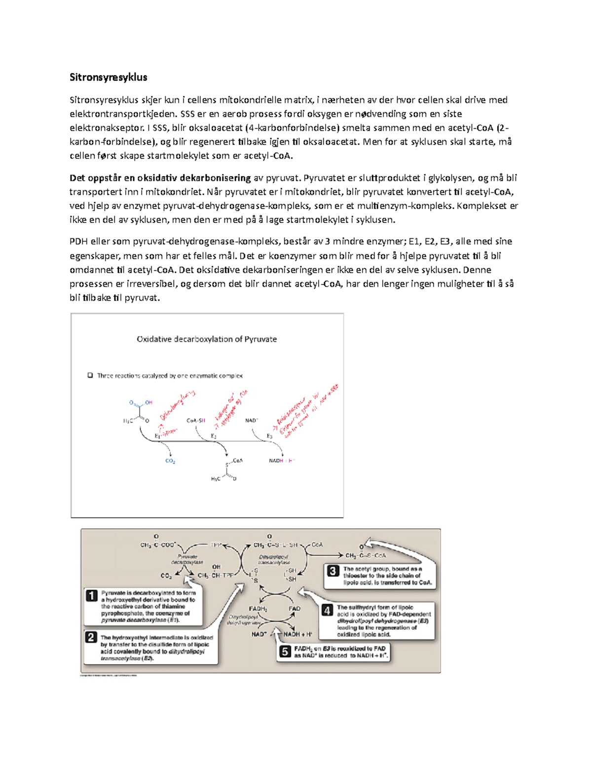 Sitronsyresyklus - Forelesningsnotater Metabolisme, Biokjemi - MED1100 ...