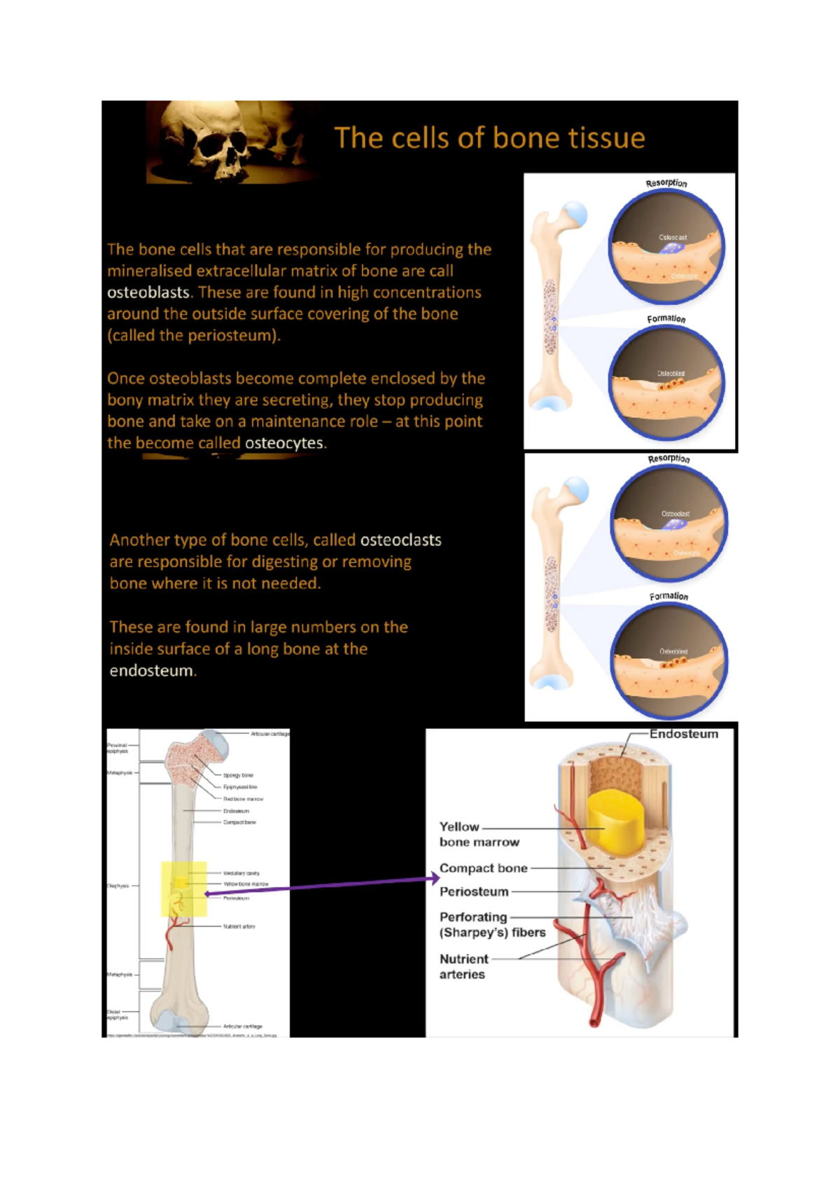 Forensic anthropology - Forensic anthropology What? The analysis of ...