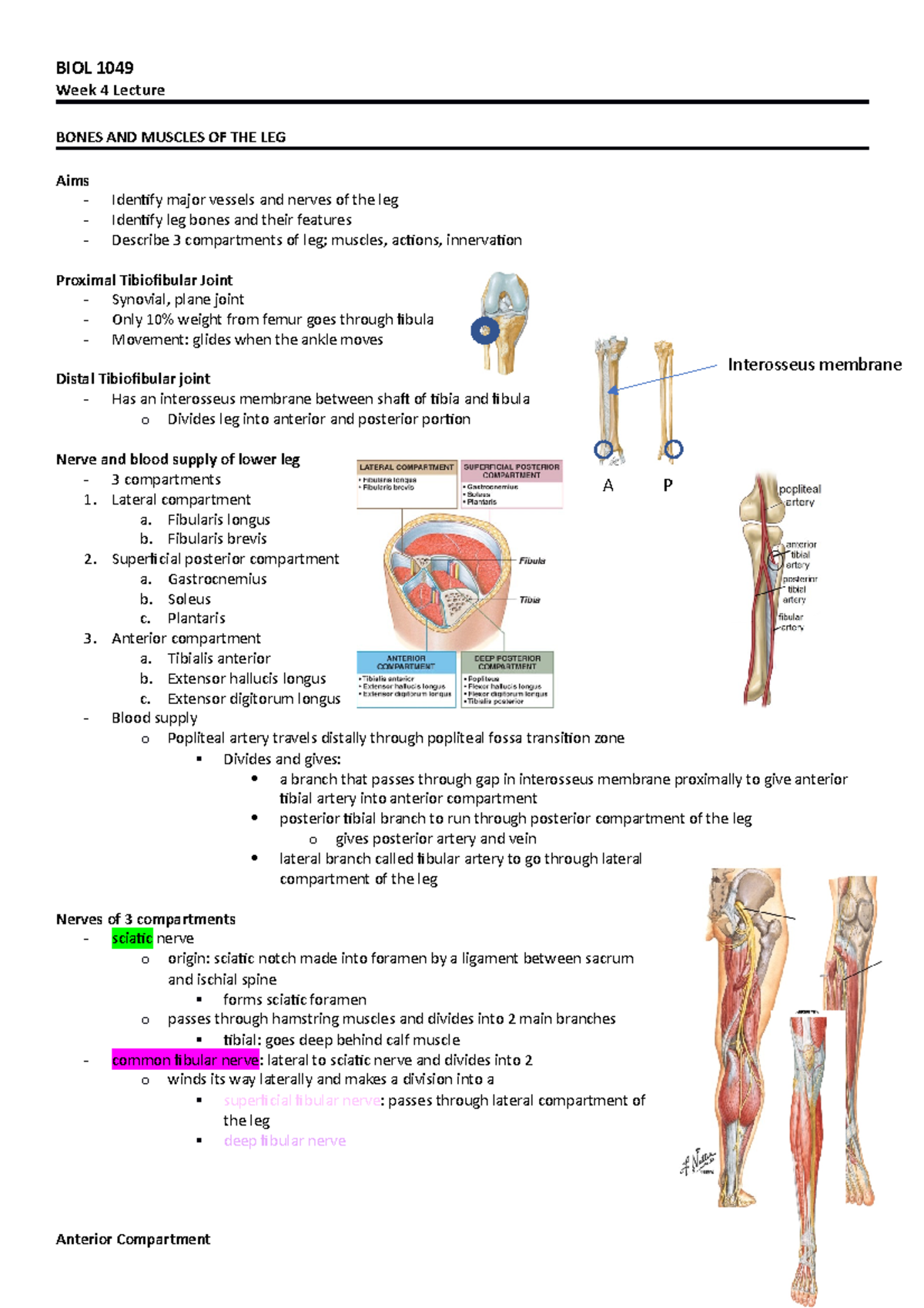 Week 4 - Work - Biol 1049 Week 4 Lecture Bones And Muscles Of The Leg 