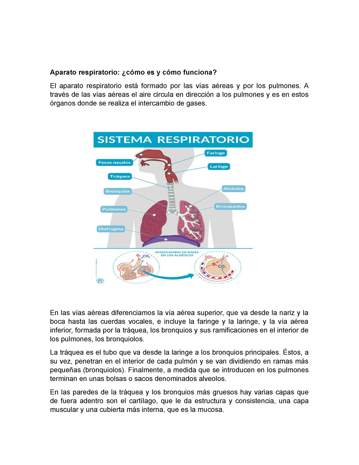 Sistema respiratorio - Aparato respiratorio: ¿cómo es y cómo funciona ...