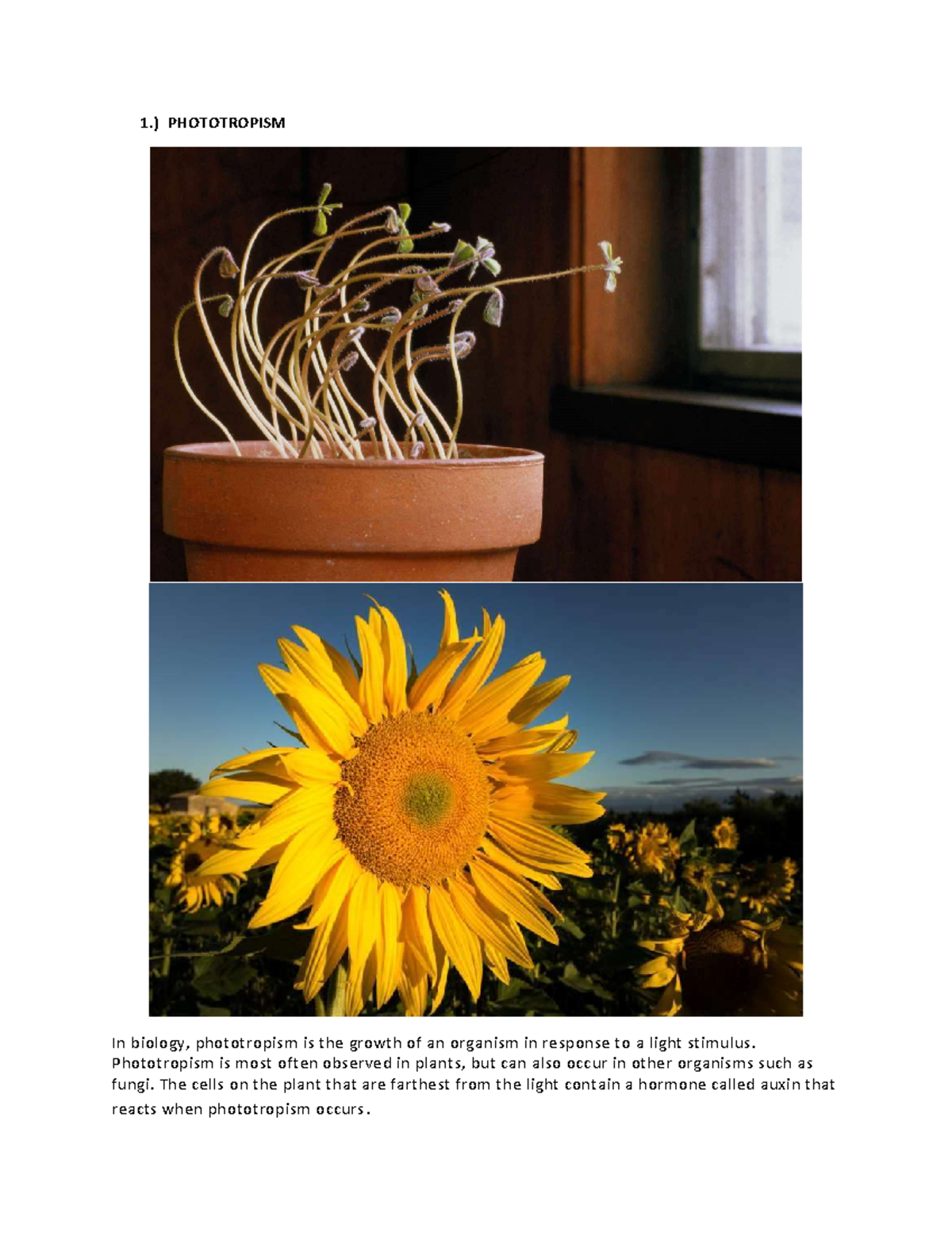 Tropism - 4598546456 - 1.) PHOTOTROPISM In biology, phototropism is the ...