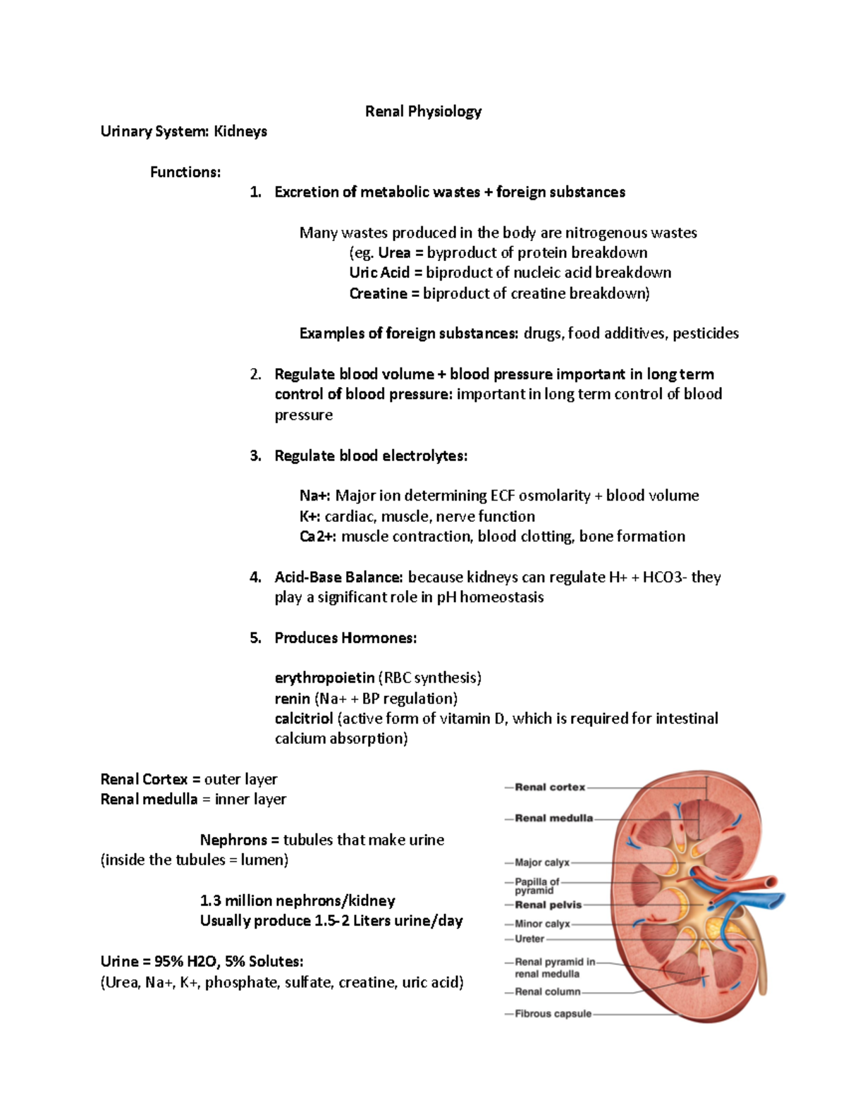 Renal System Notes - Leslie King - Renal Physiology Urinary System ...