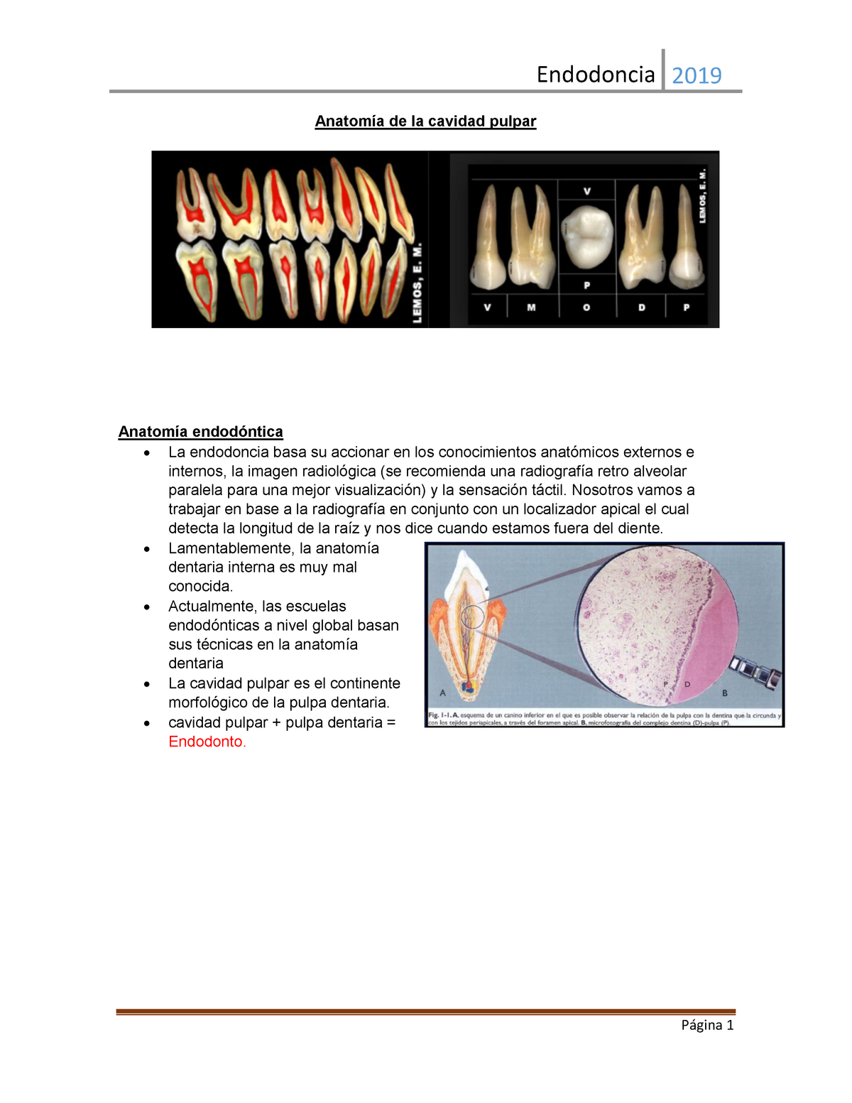 Clase Anatomía de la cavidad pulpar Warning TT undefined function Anatomía de la