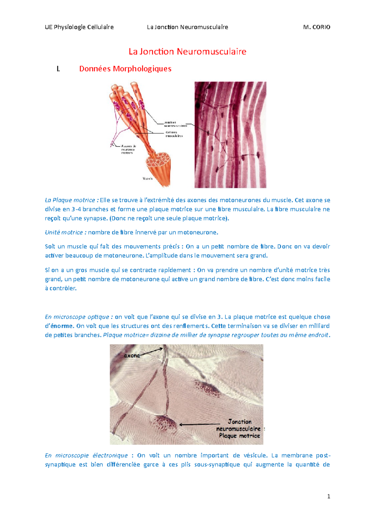 06. La Jonction Neuromusculaire UE Physiologie Cellulaire La Jonction